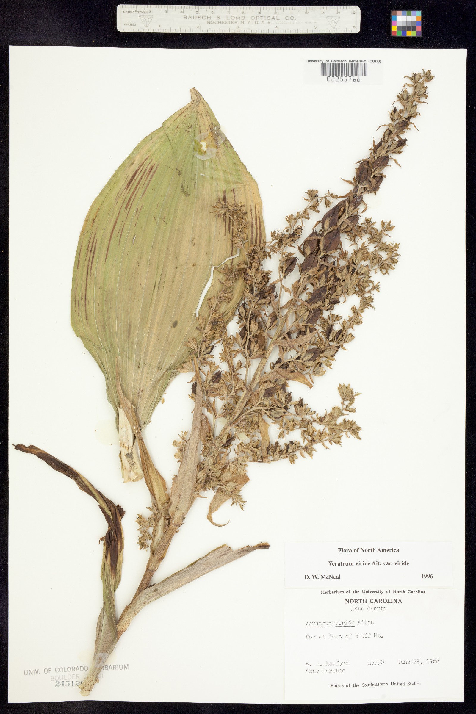 Veratrum viride image