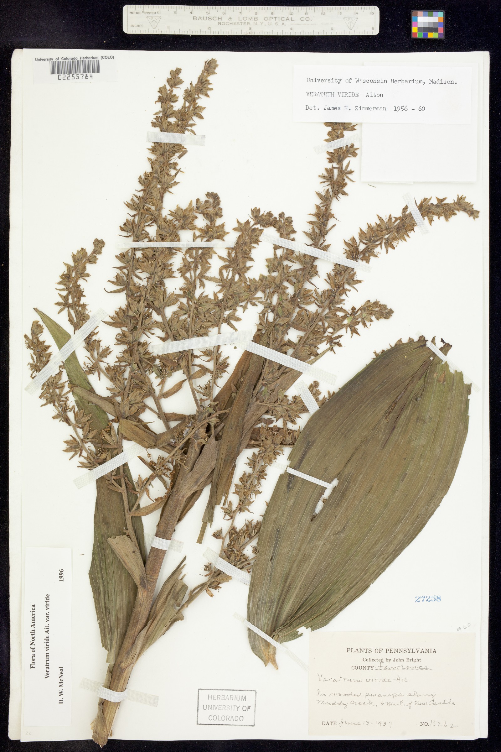 Veratrum viride image