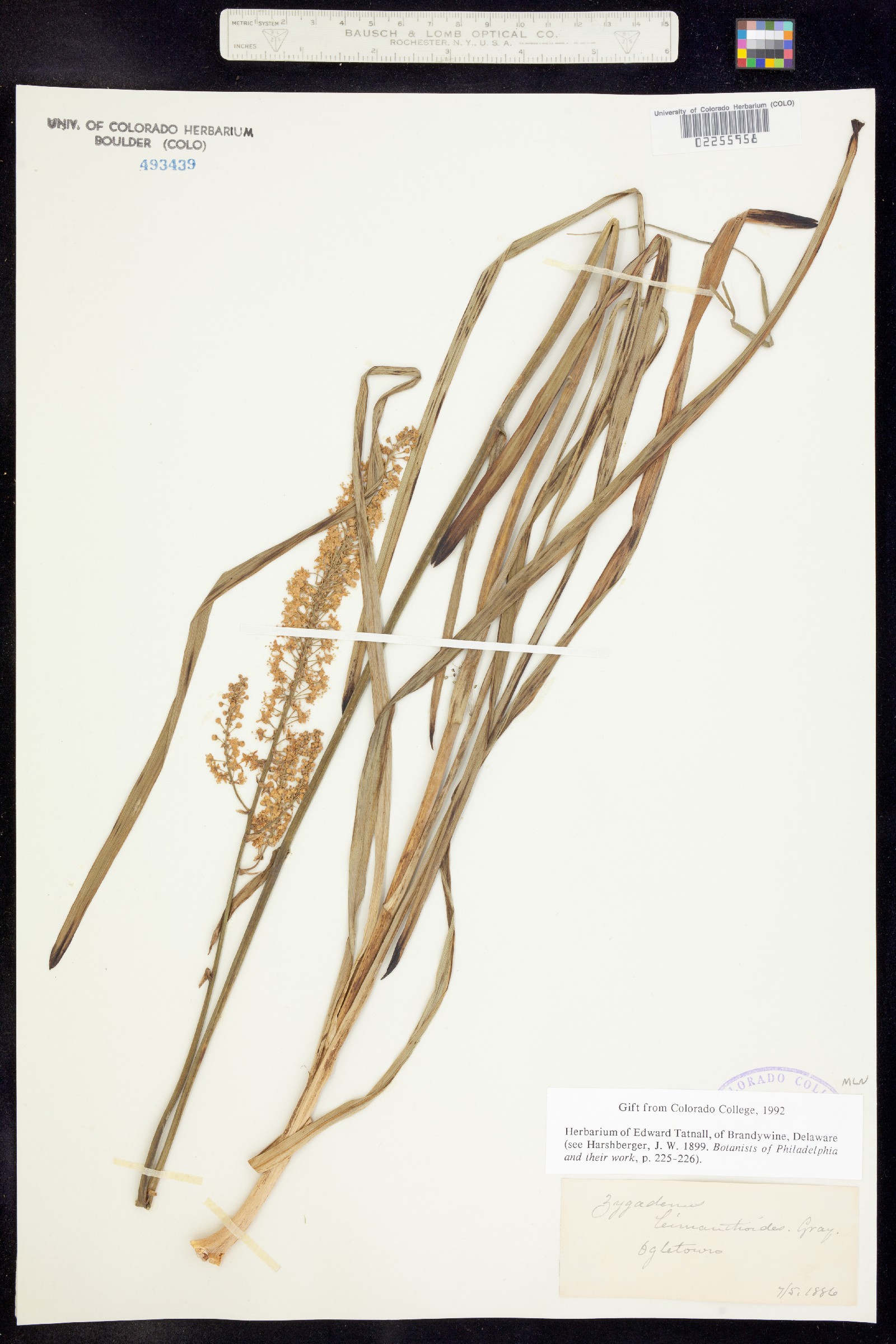 Stenanthium leimanthoides image