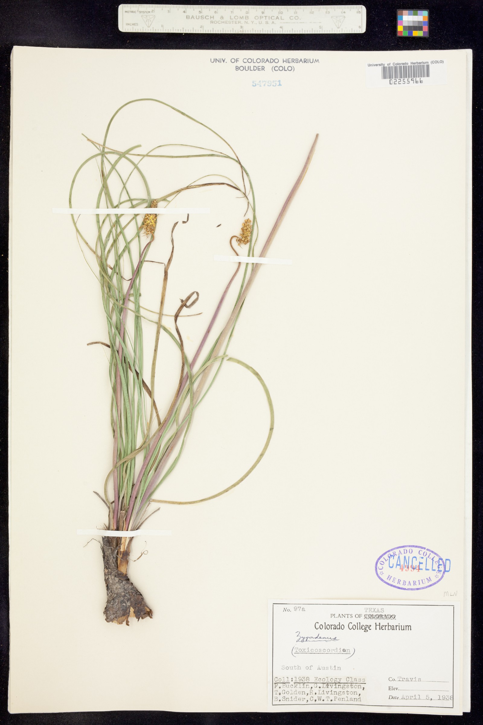 Zigadenus image