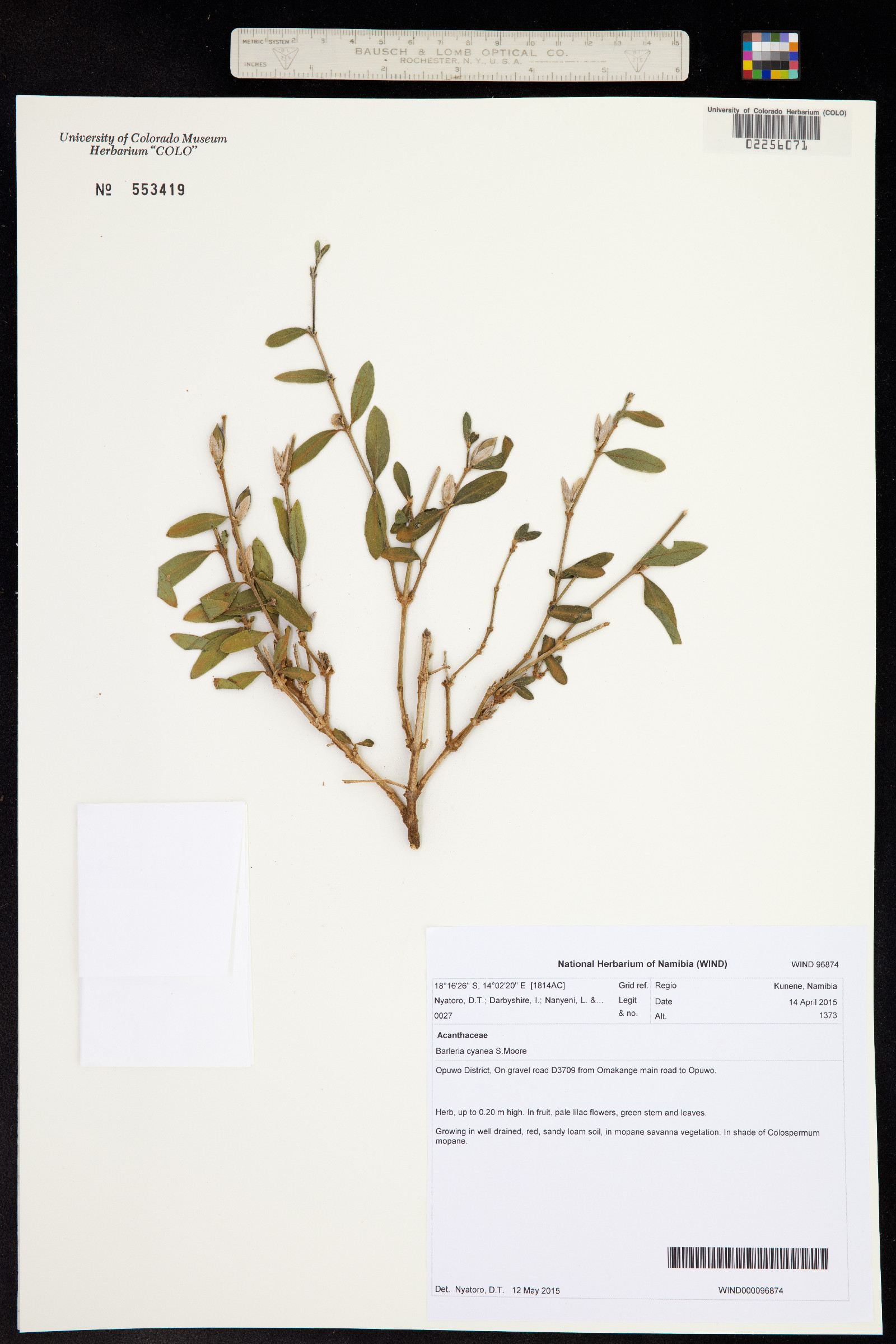 Barleria cyanea image