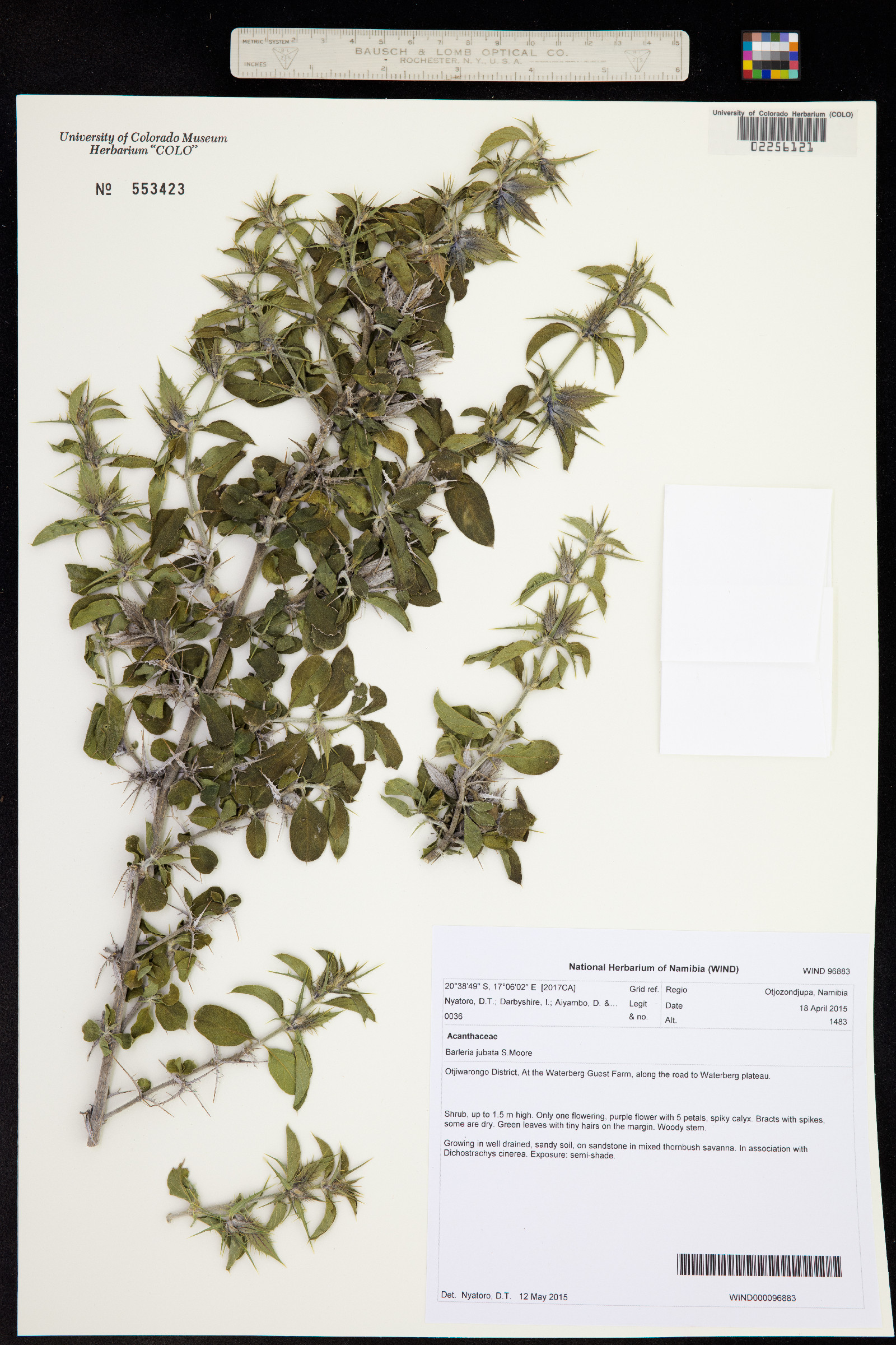 Barleria jubata image