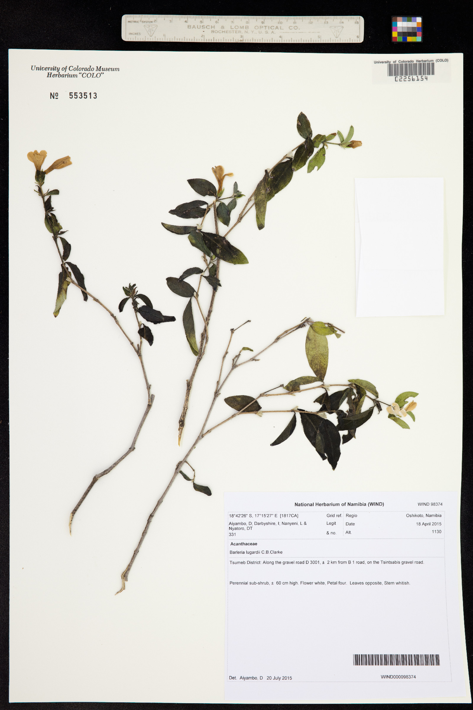 Barleria lugardii image