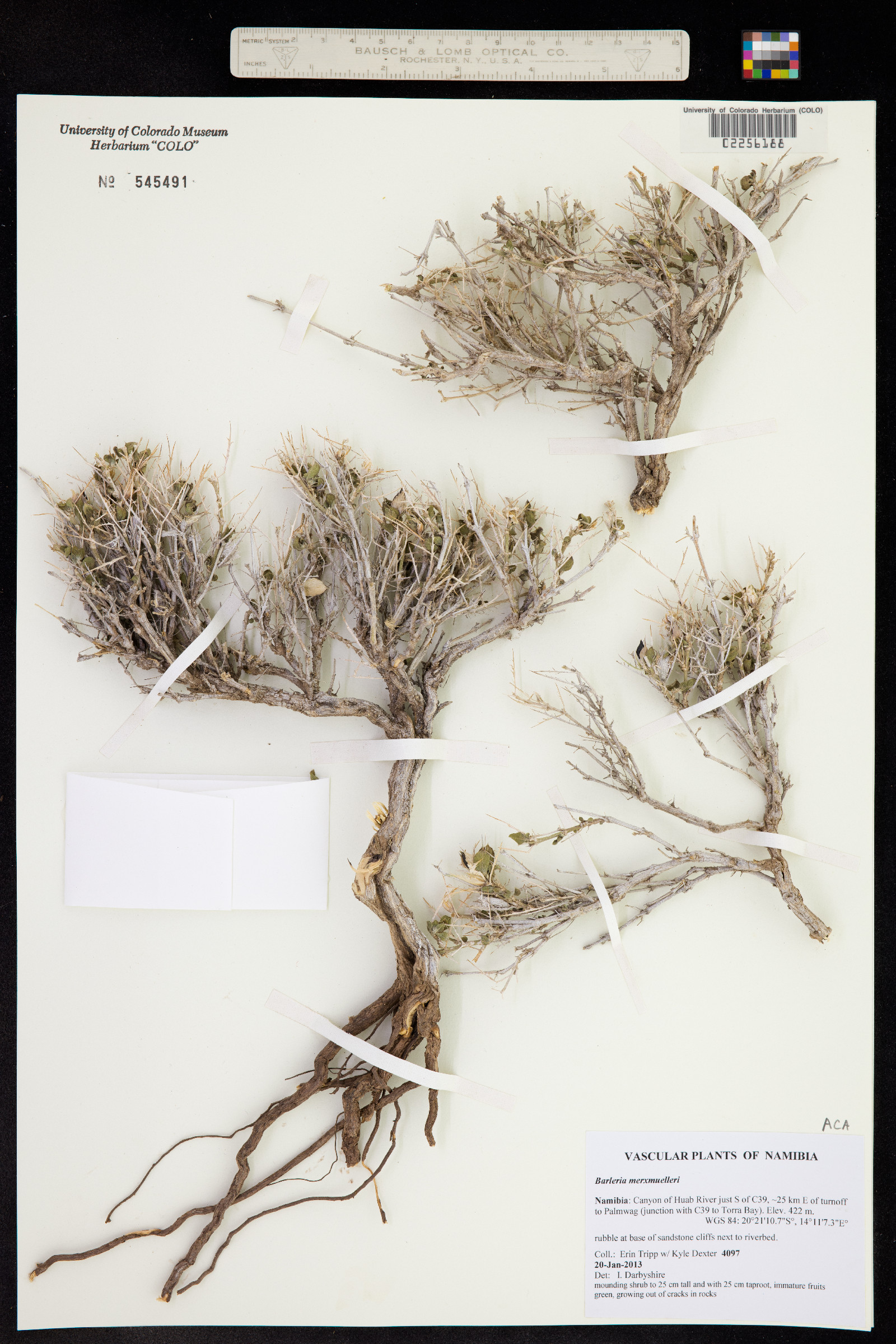 Barleria merxmuelleri image