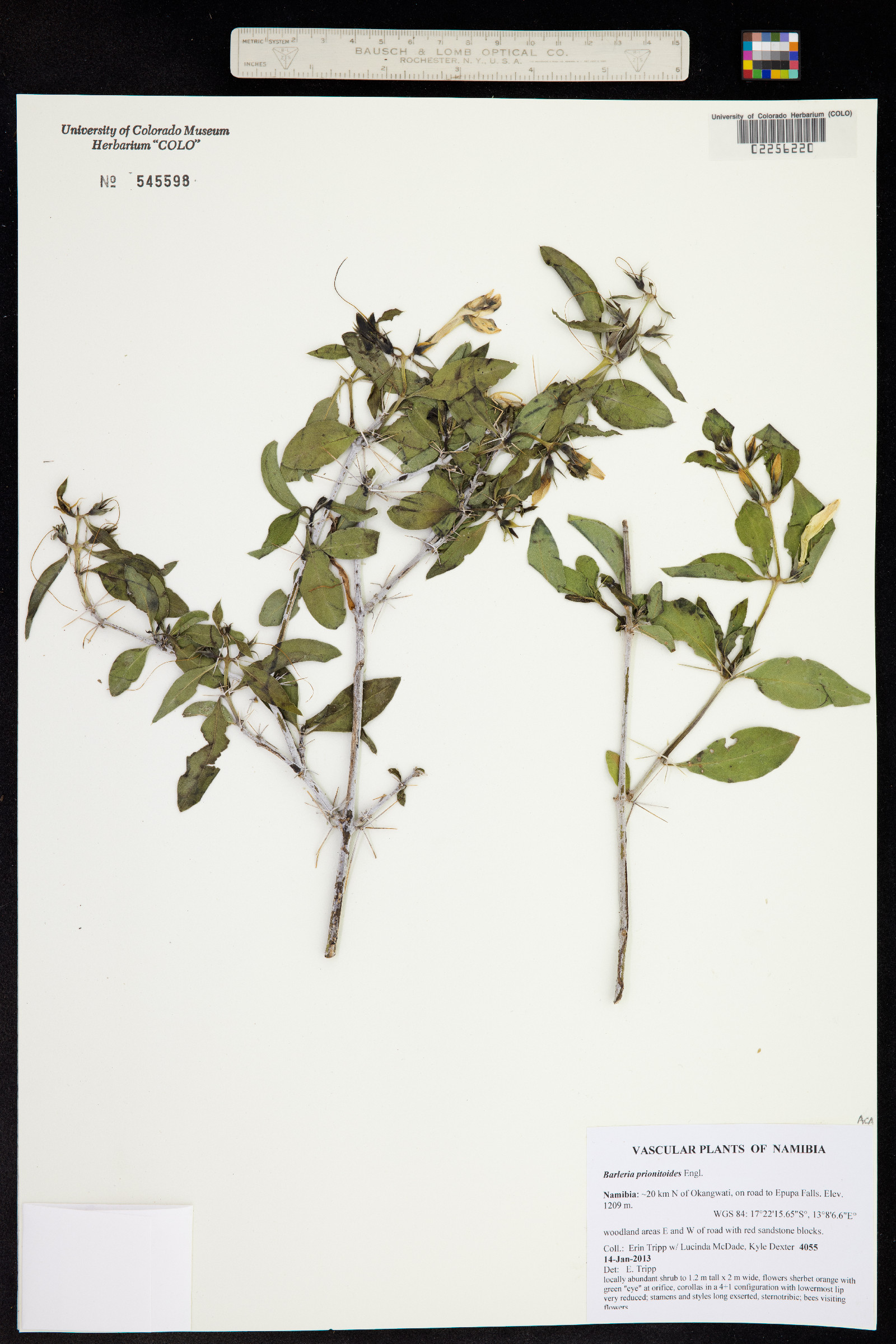 Barleria prionitis subsp. prionitoides image