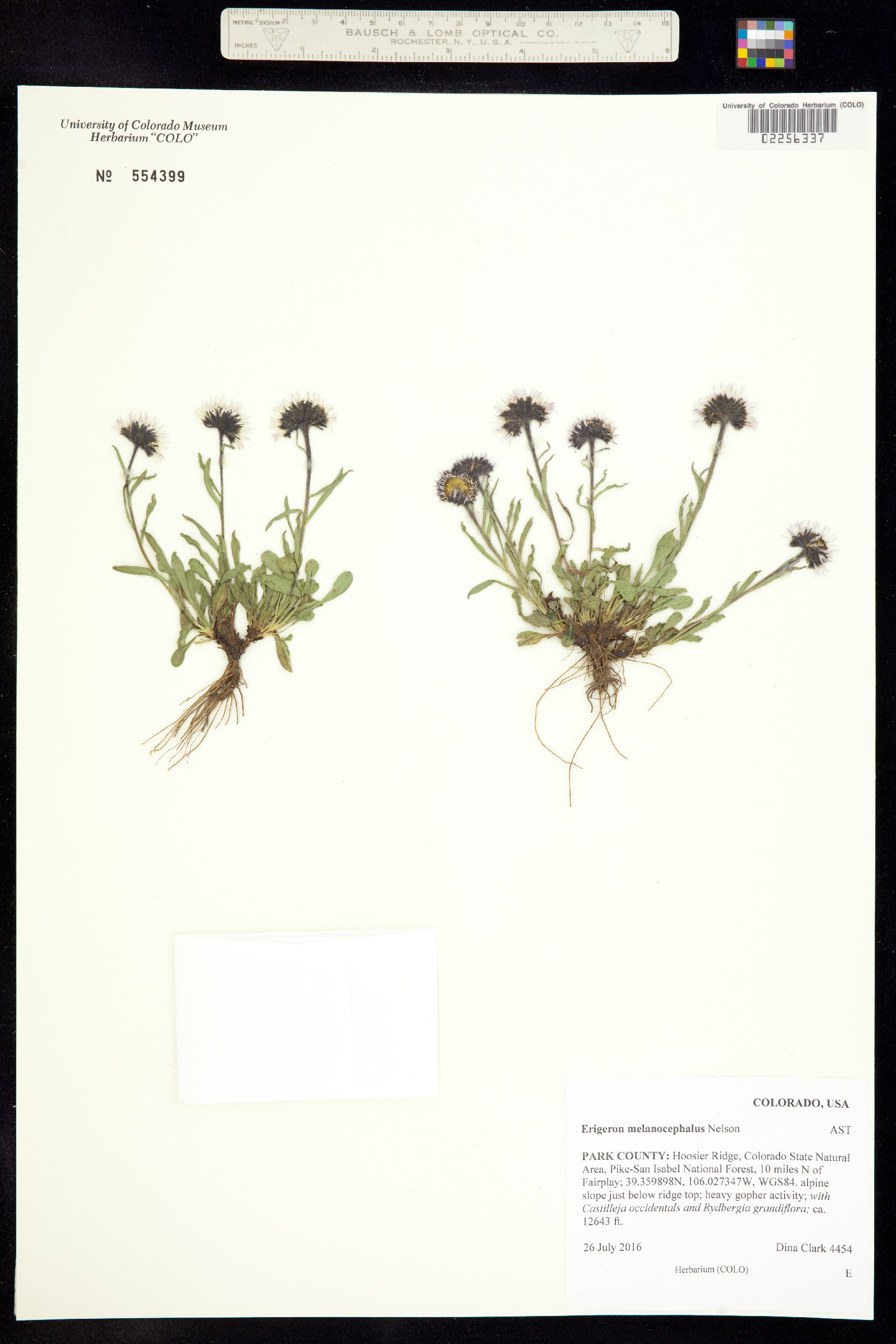 Erigeron melanocephalus image