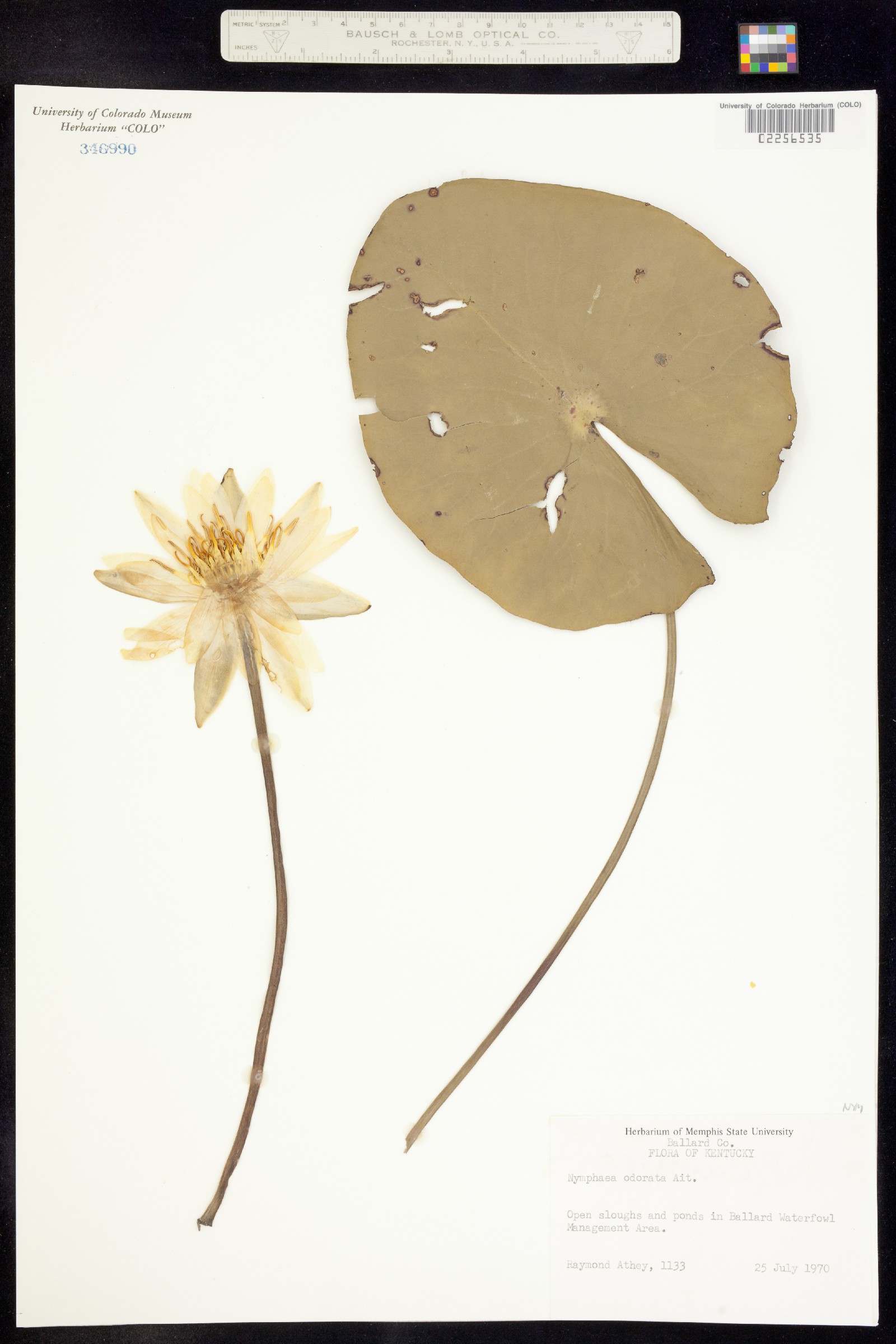 Nymphaea odorata image