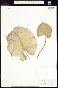 Nuphar luteum image