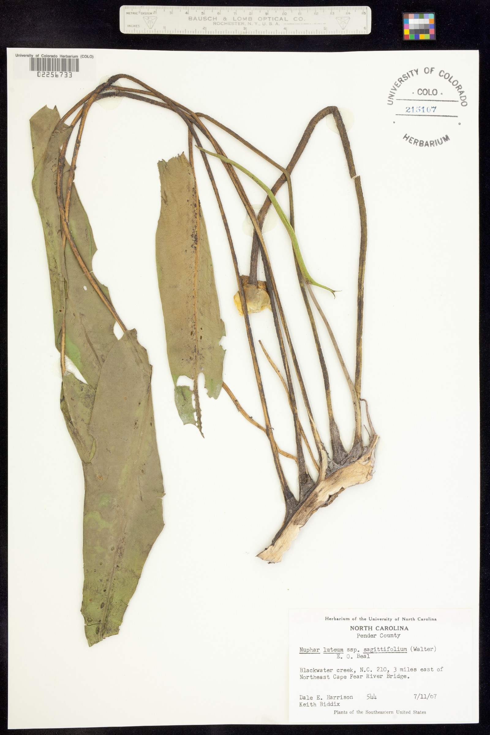Nuphar lutea image