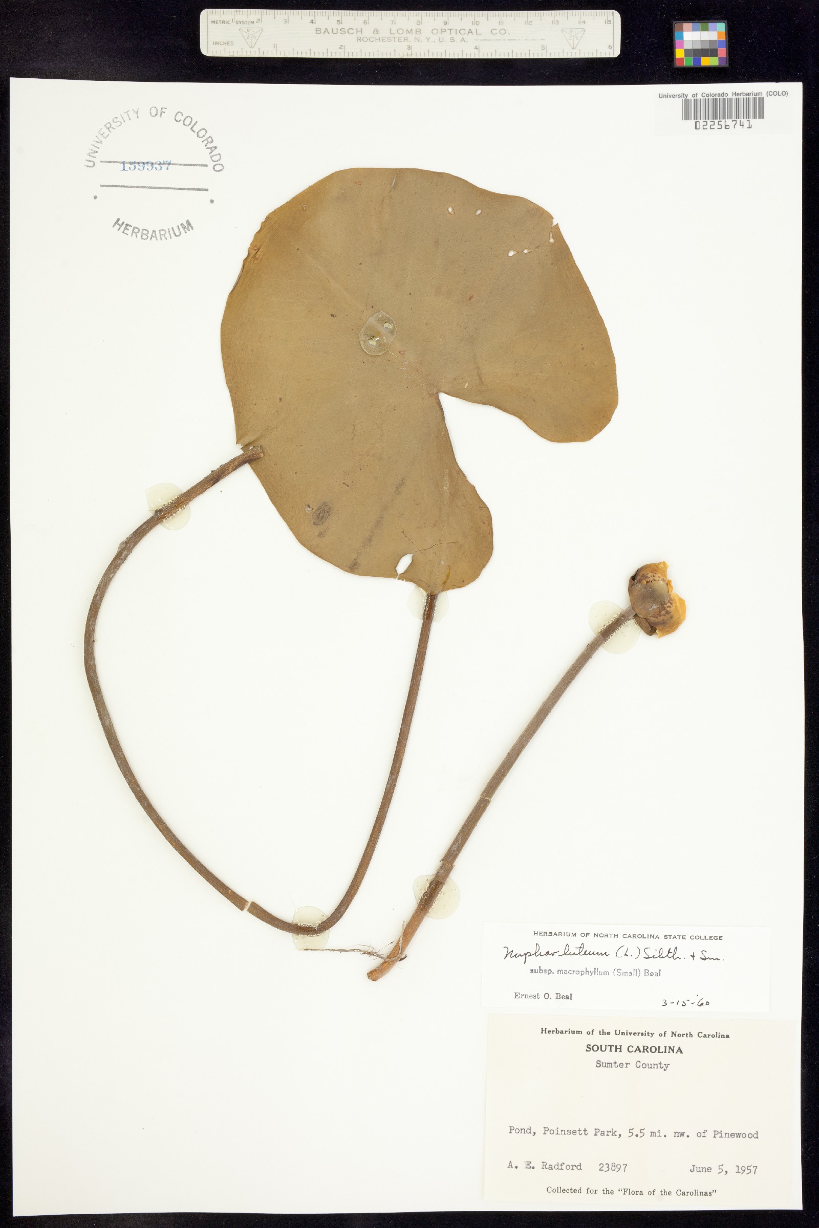 Nuphar lutea image