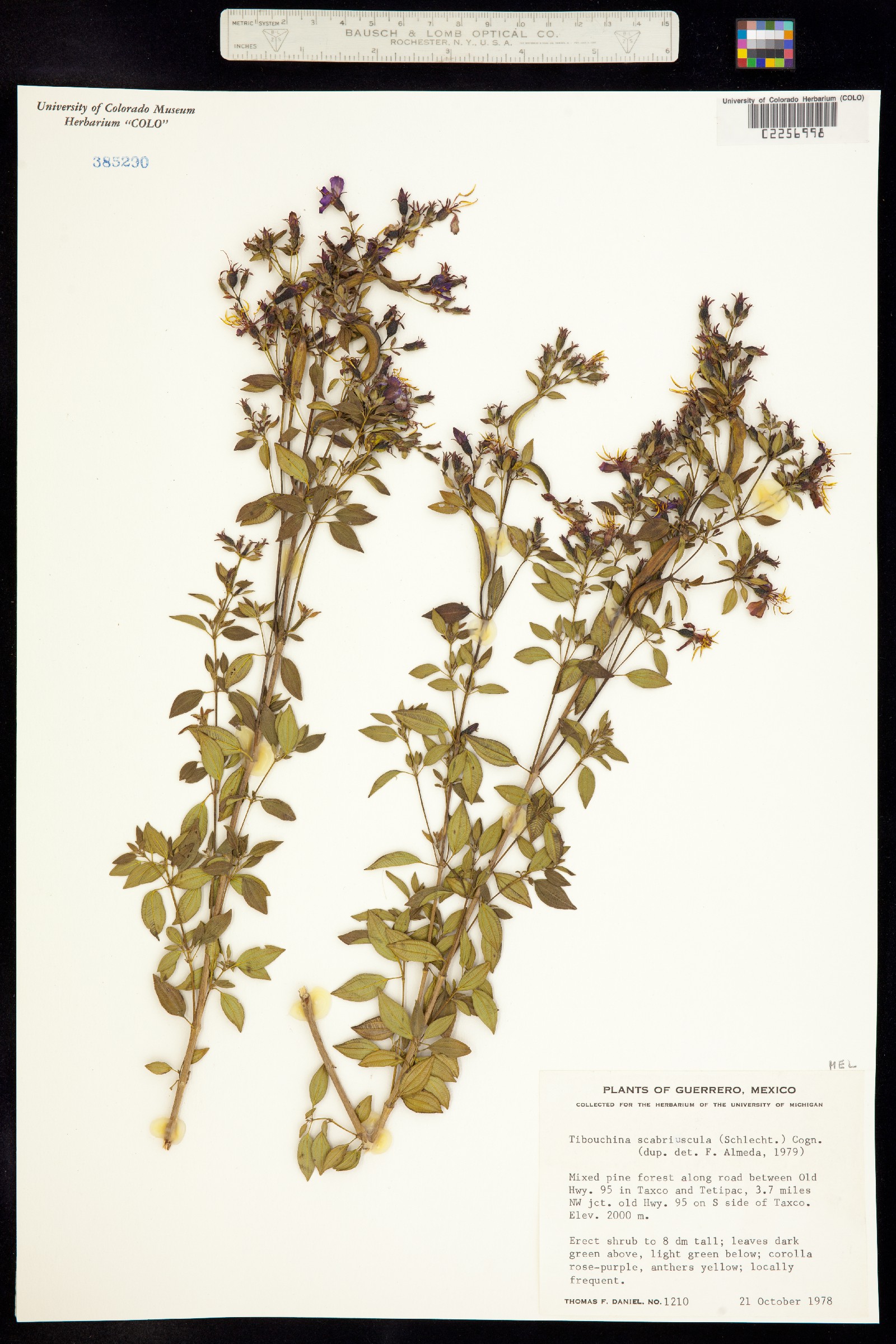 Tibouchina scabriuscula image
