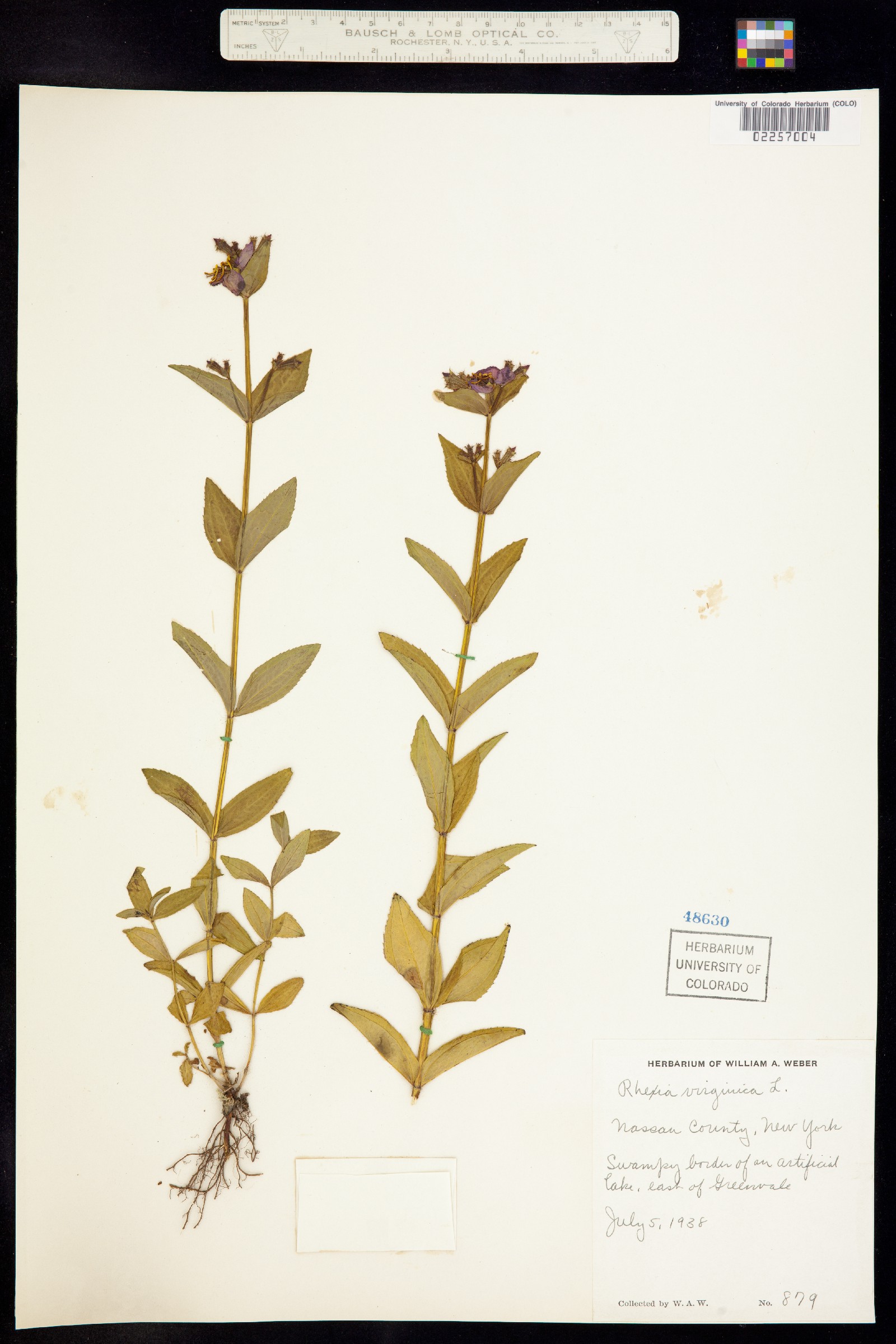 Rhexia virginica image