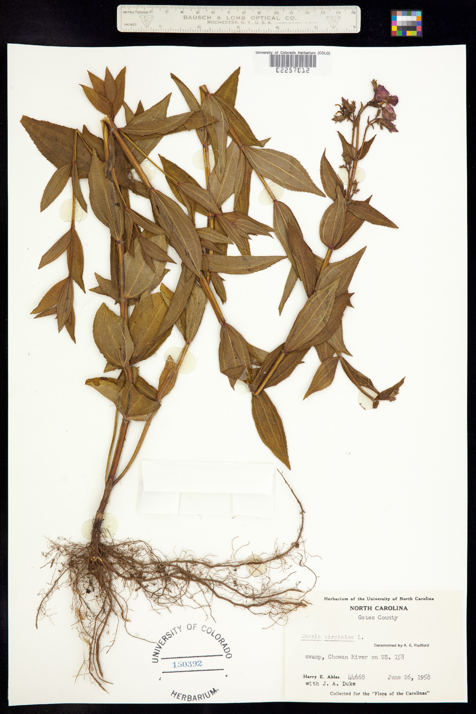 Rhexia virginica image