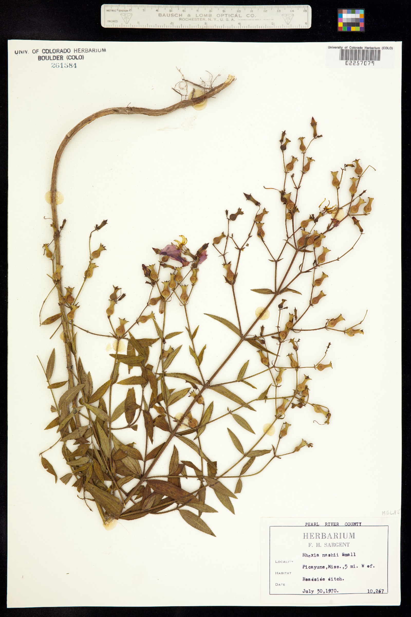 Rhexia nashii image