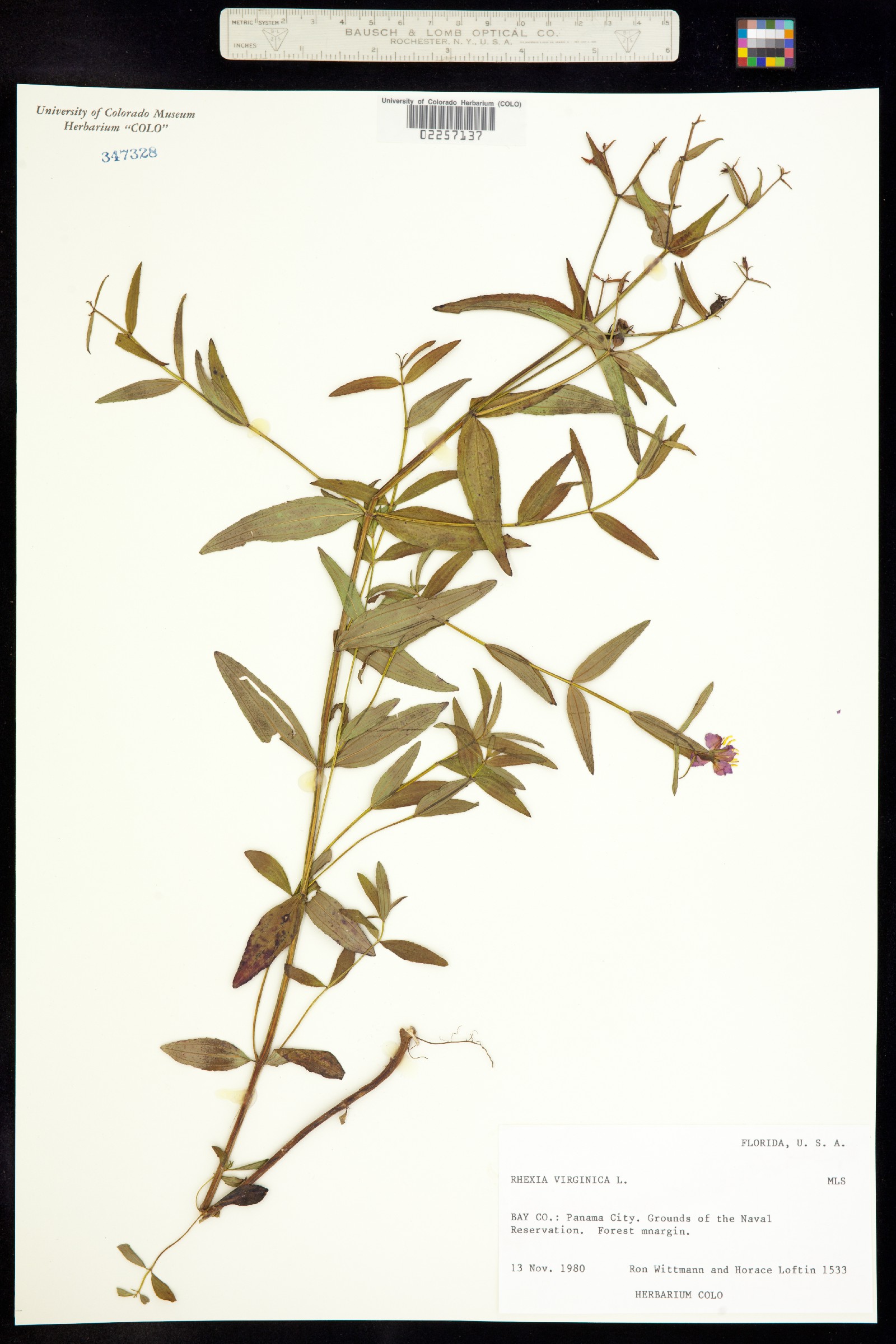 Rhexia virginica image