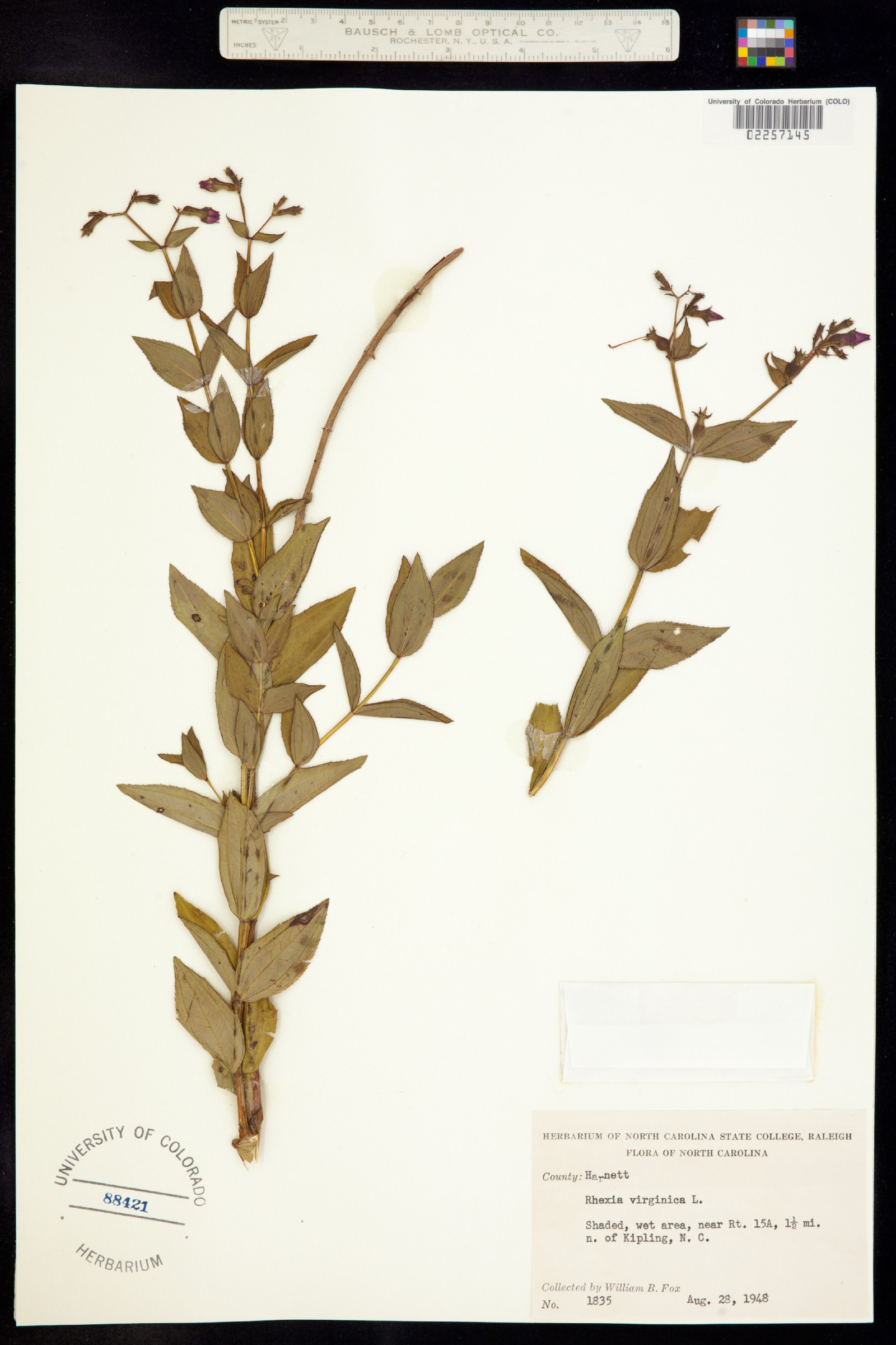 Rhexia virginica image