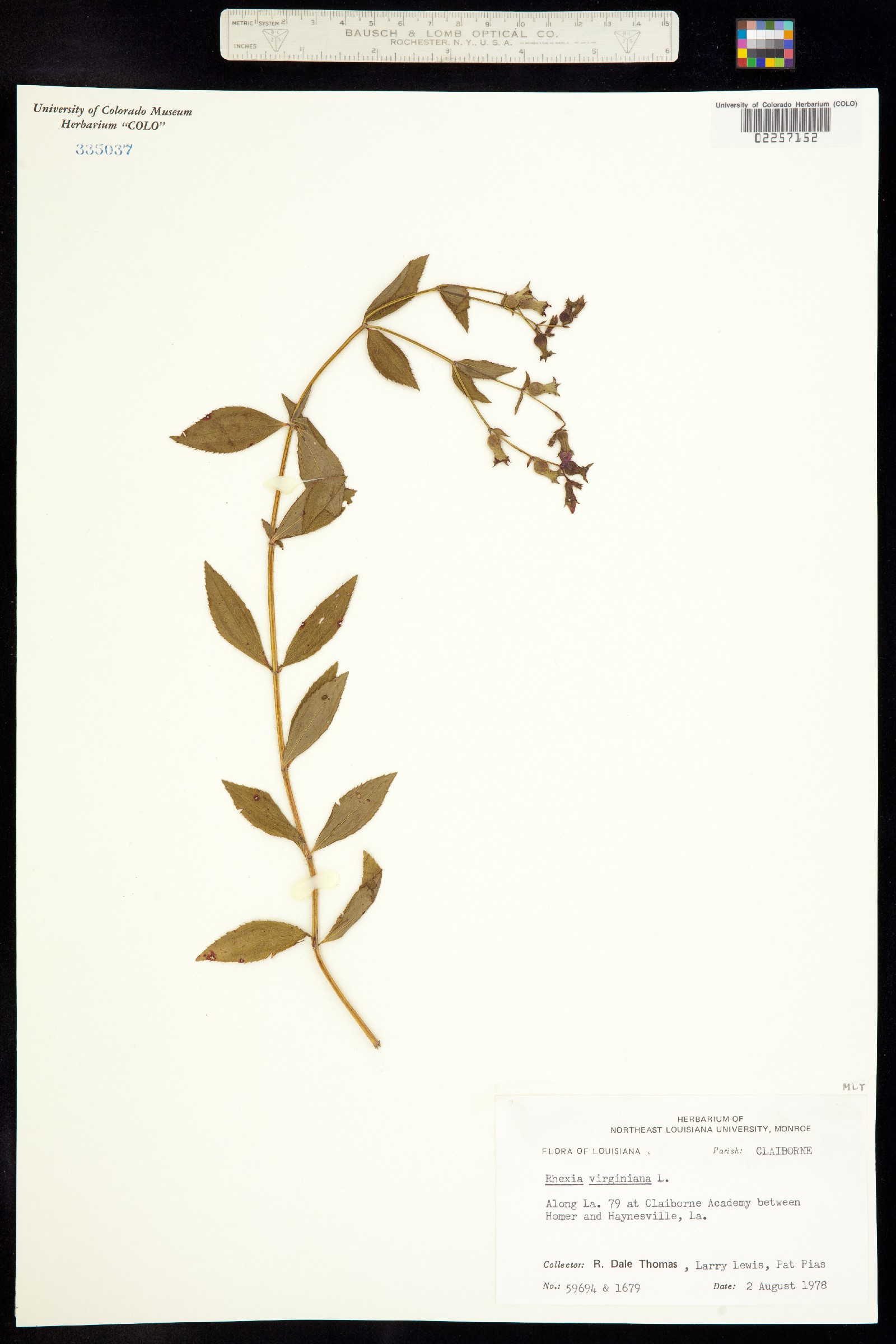 Rhexia virginica image