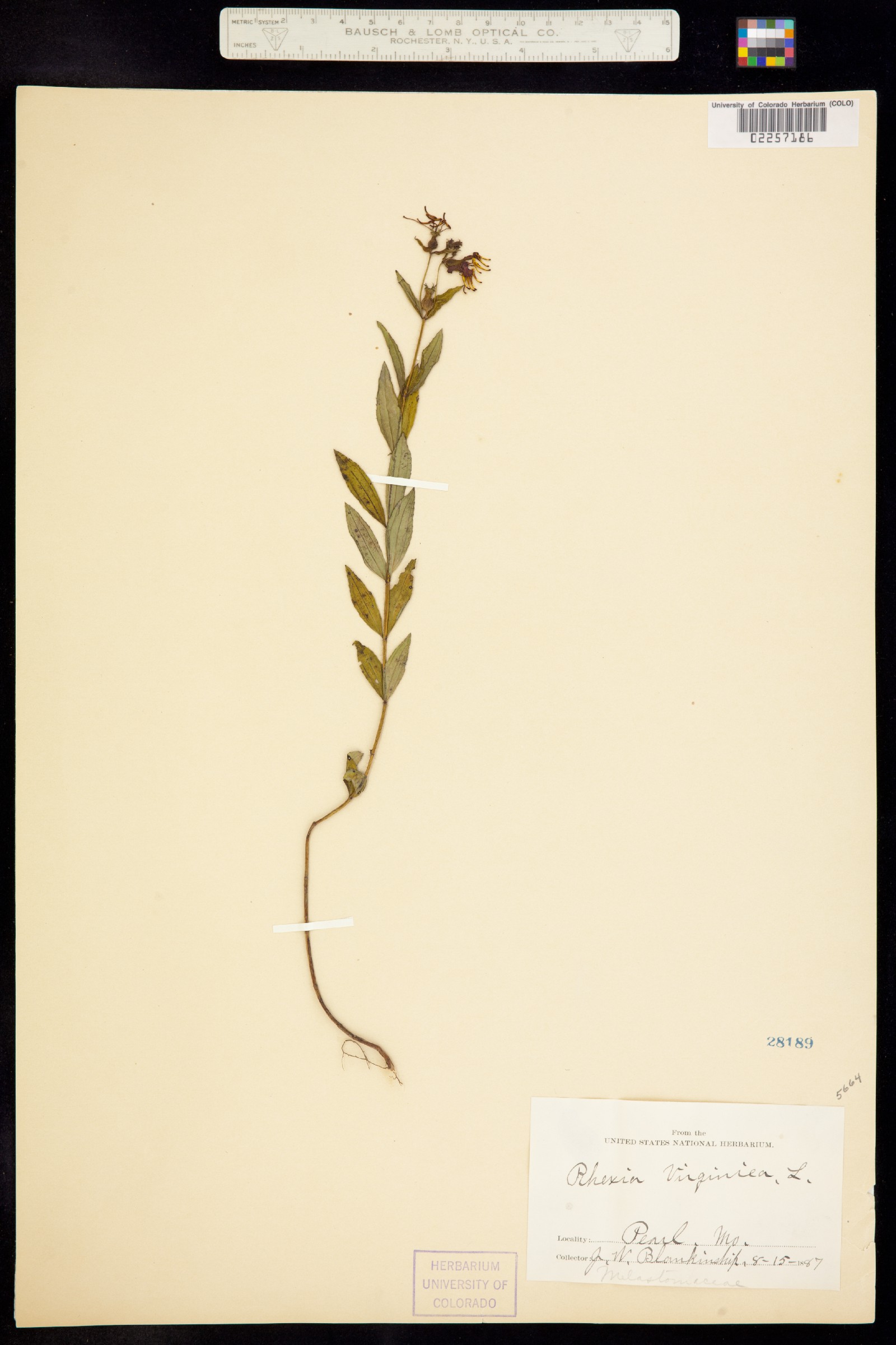Rhexia virginica image