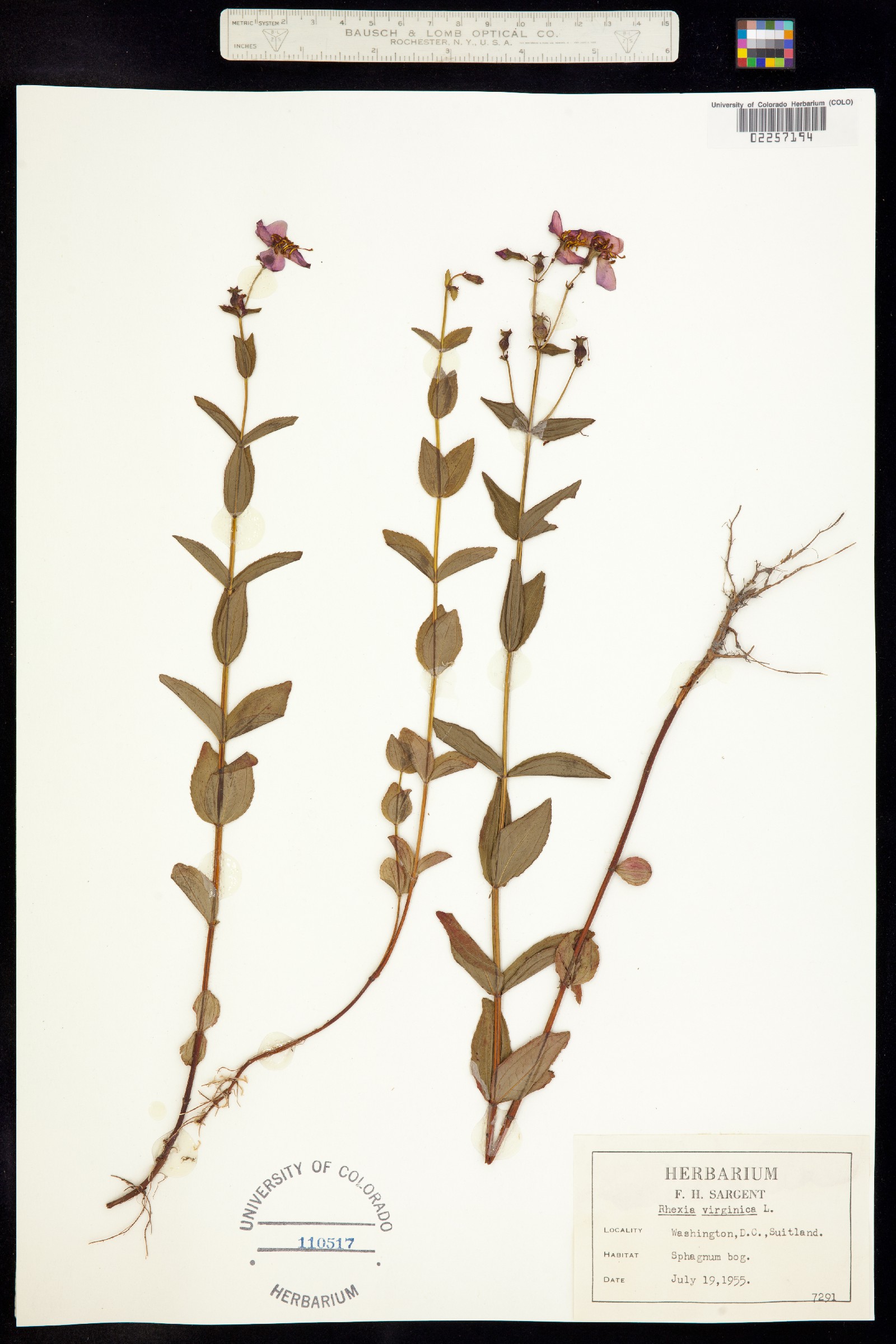 Rhexia virginica image