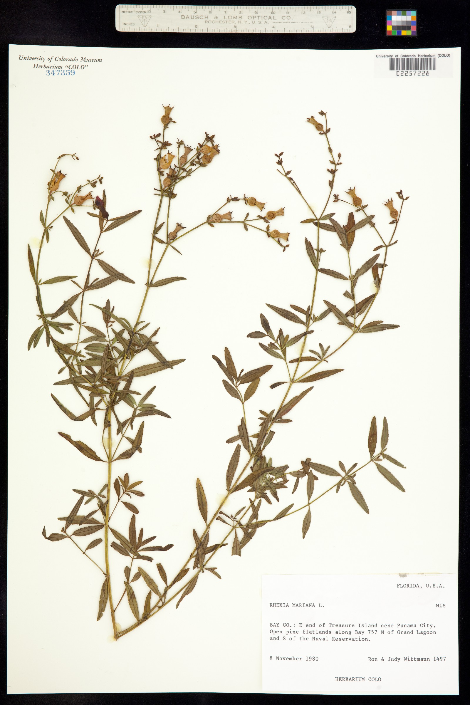 Rhexia mariana image