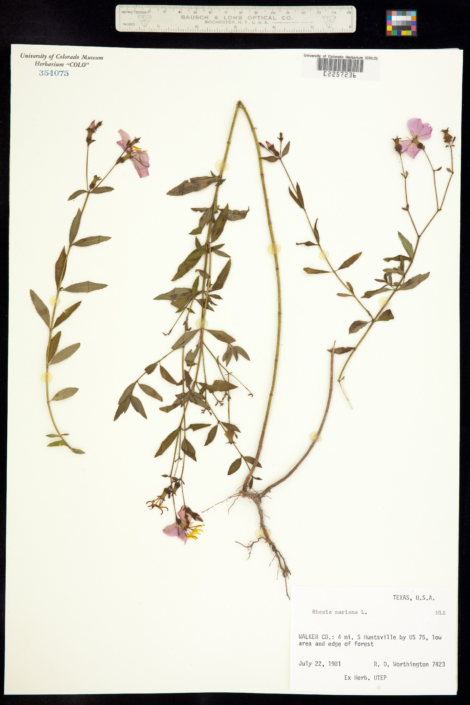 Rhexia mariana image