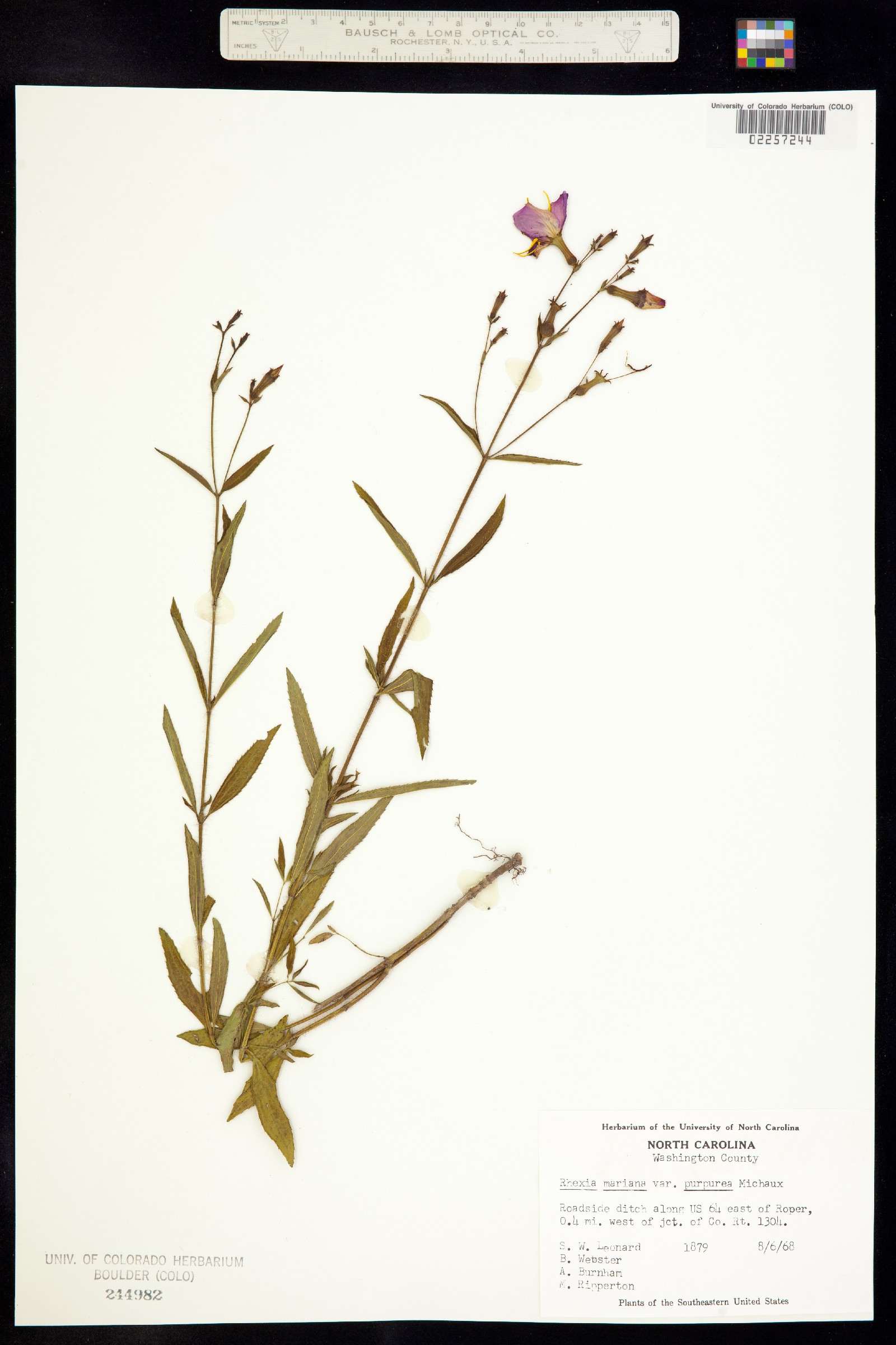 Rhexia mariana image