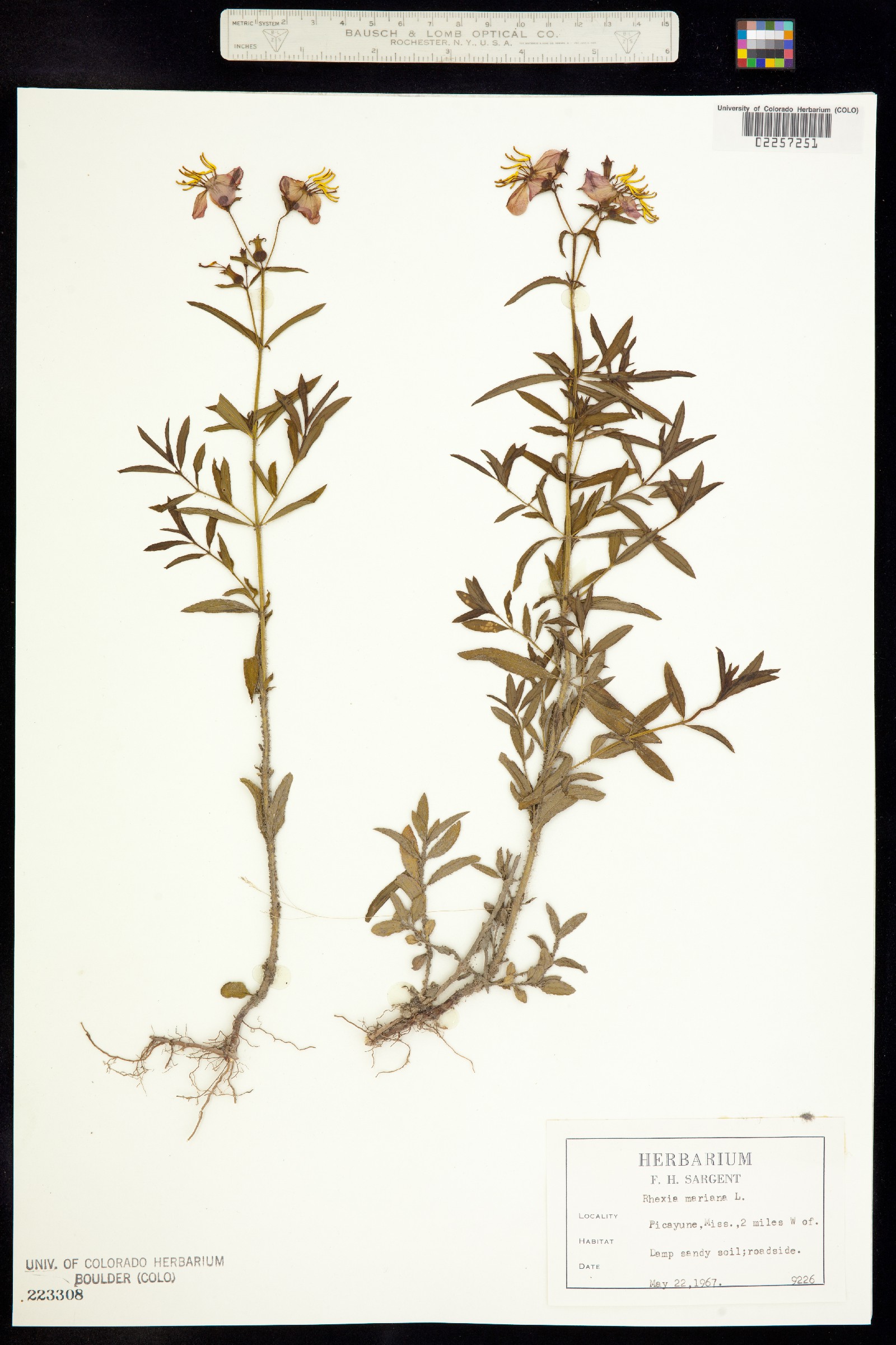 Rhexia mariana image