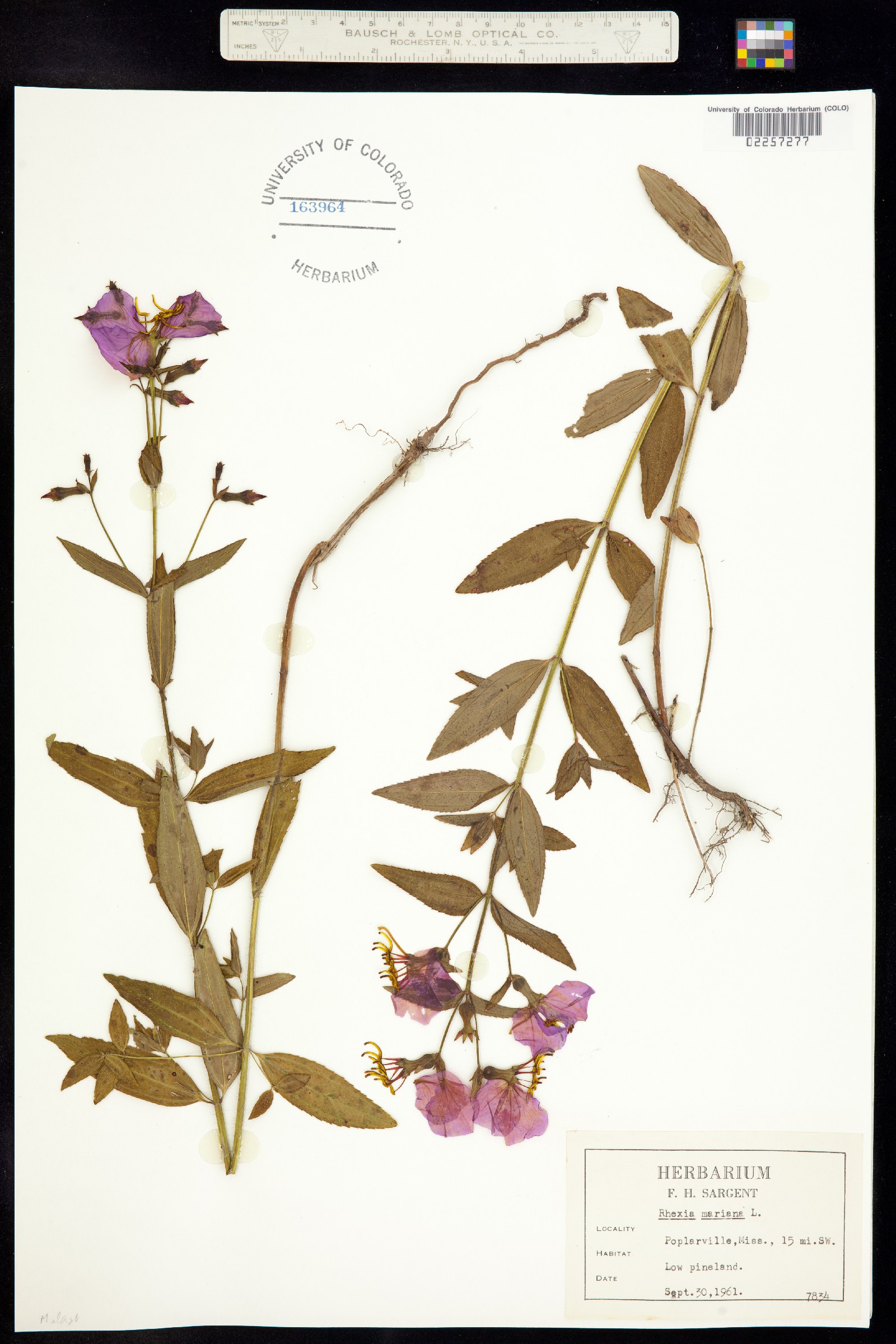 Rhexia mariana image