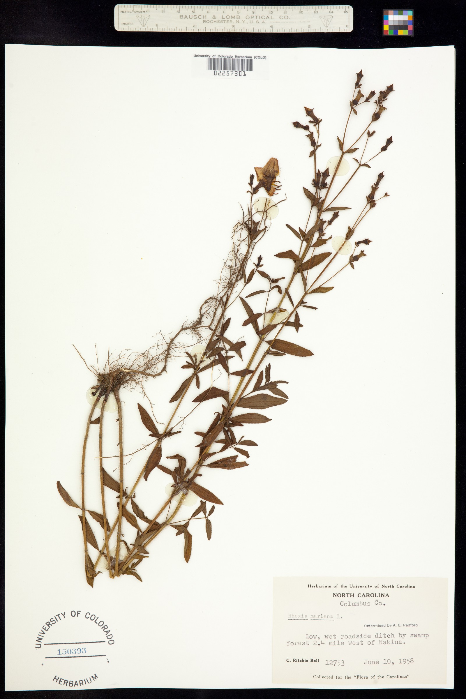 Rhexia mariana image