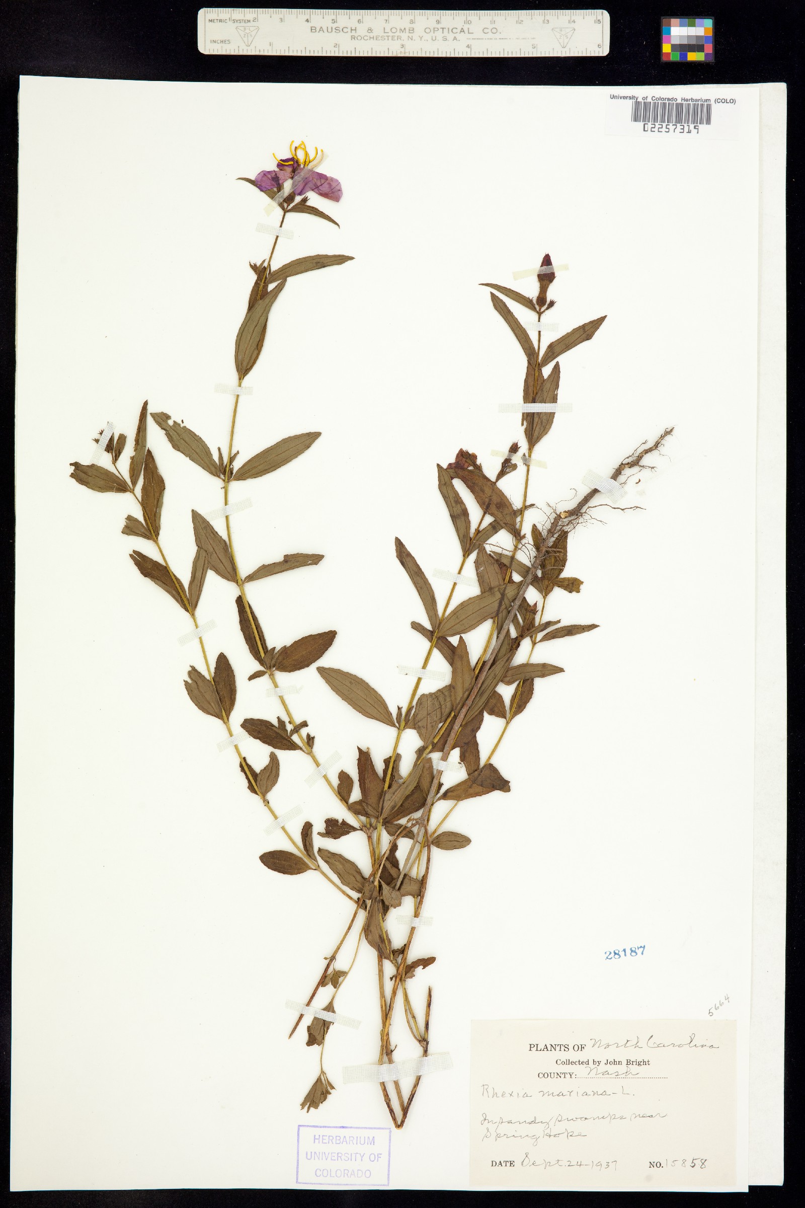 Rhexia mariana image