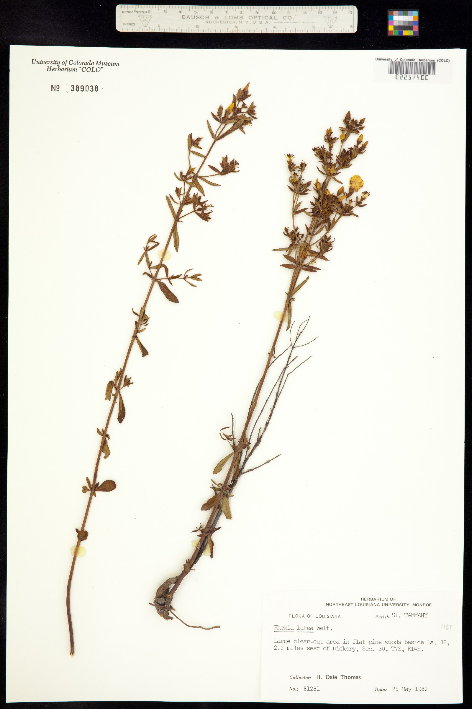 Rhexia lutea image