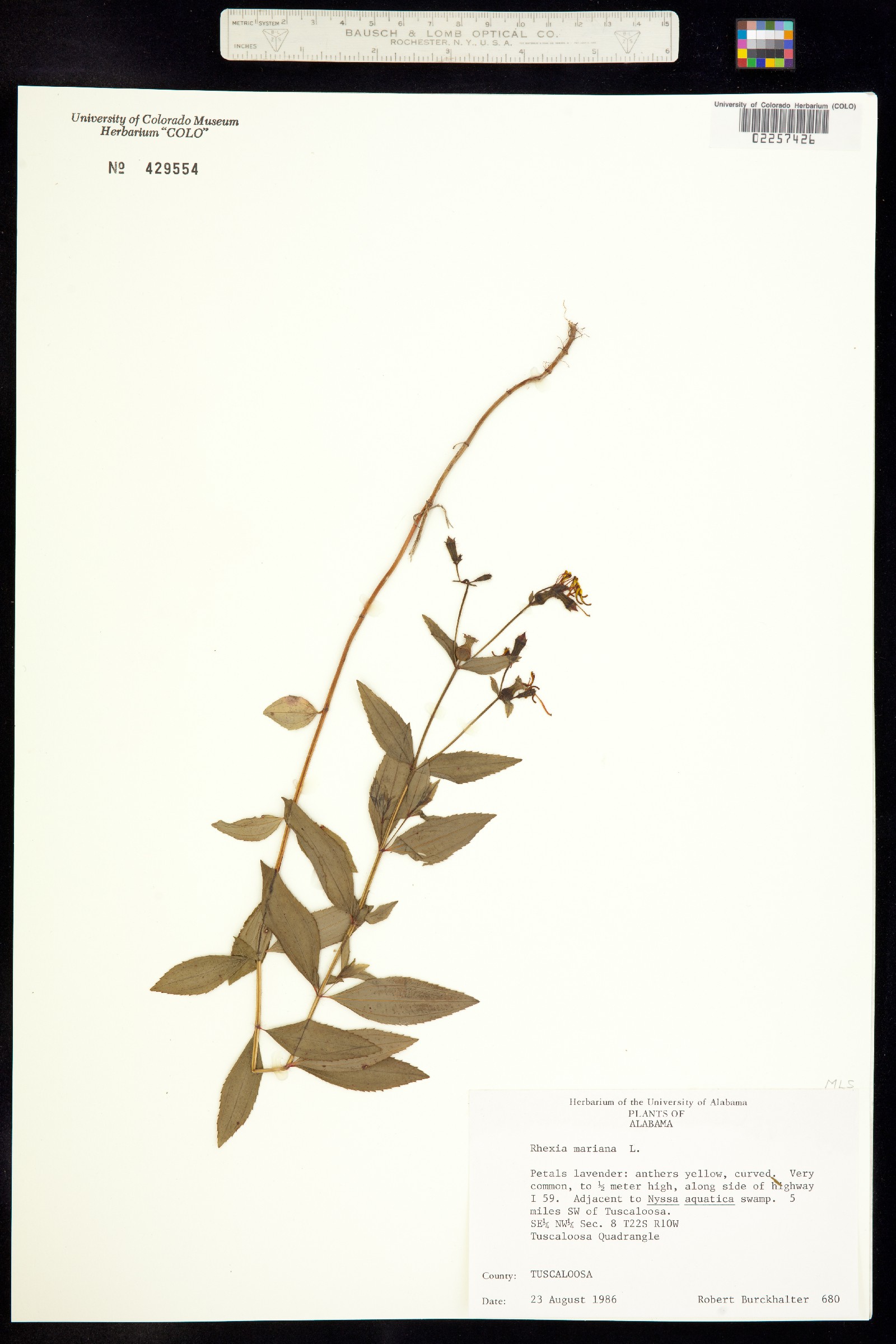 Rhexia mariana image