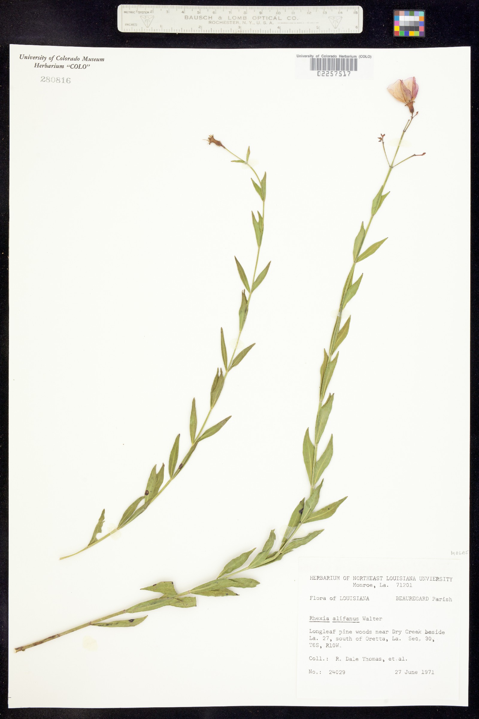 Rhexia alifanus image