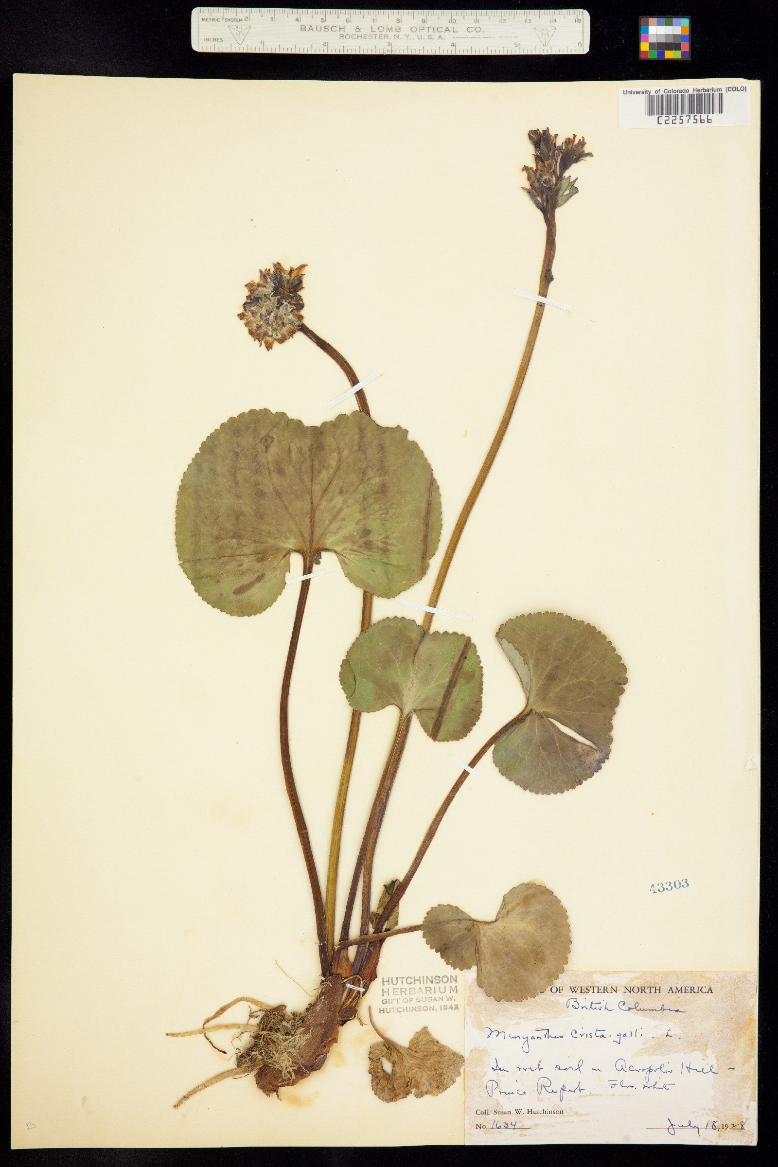 Menyanthaceae image