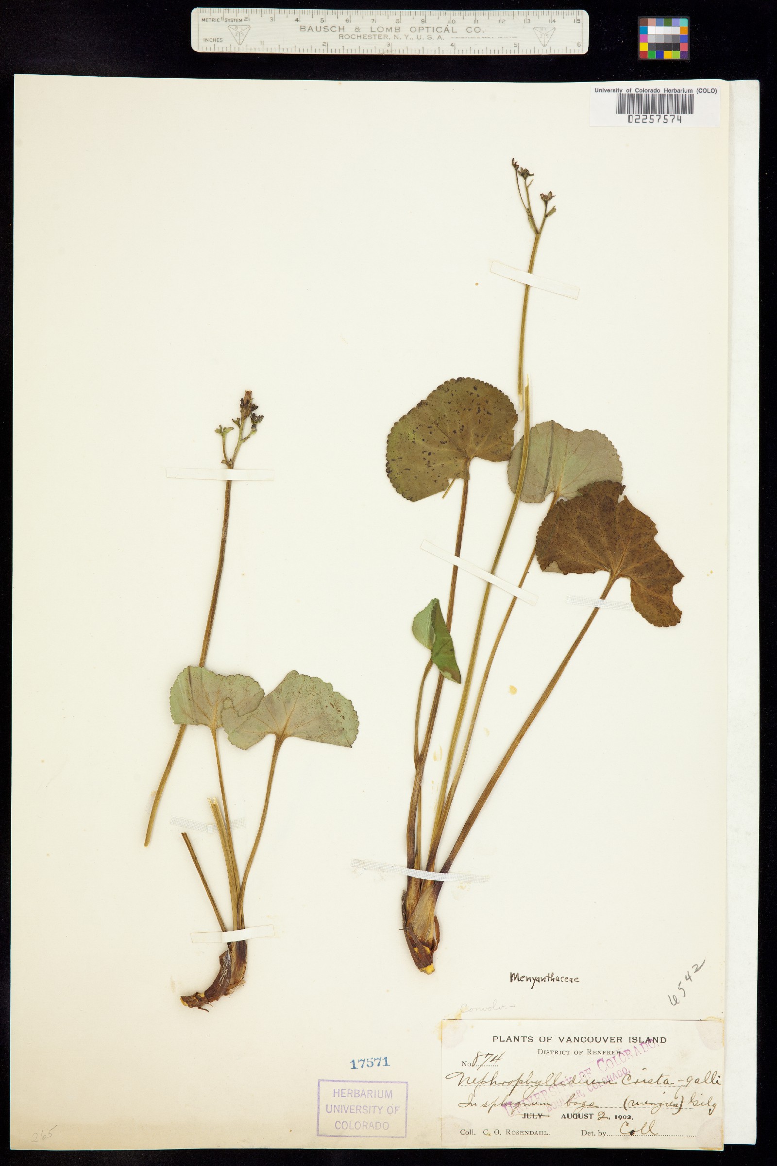 Nephrophyllidium crista-galli image