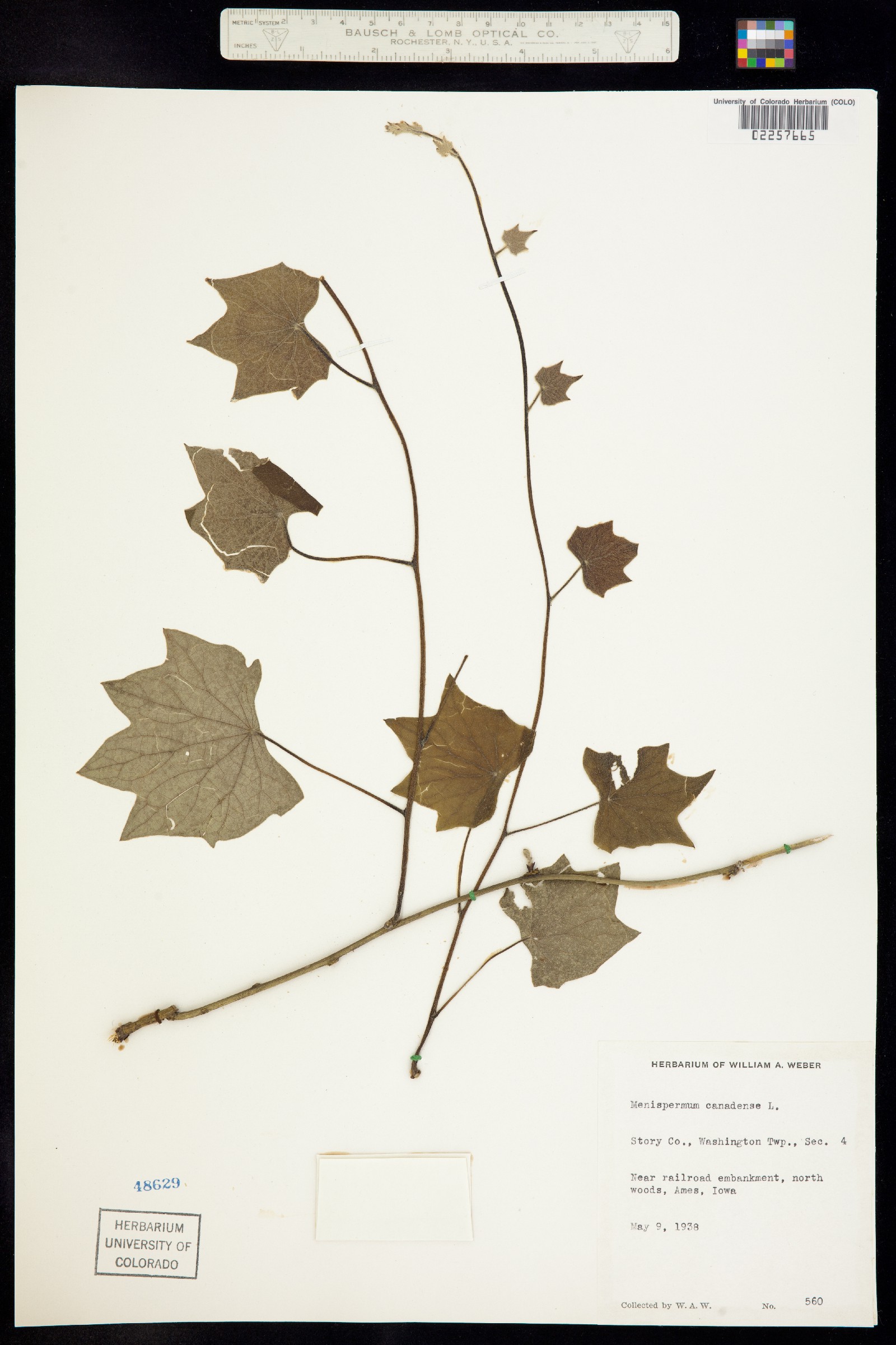 Menispermum canadense image