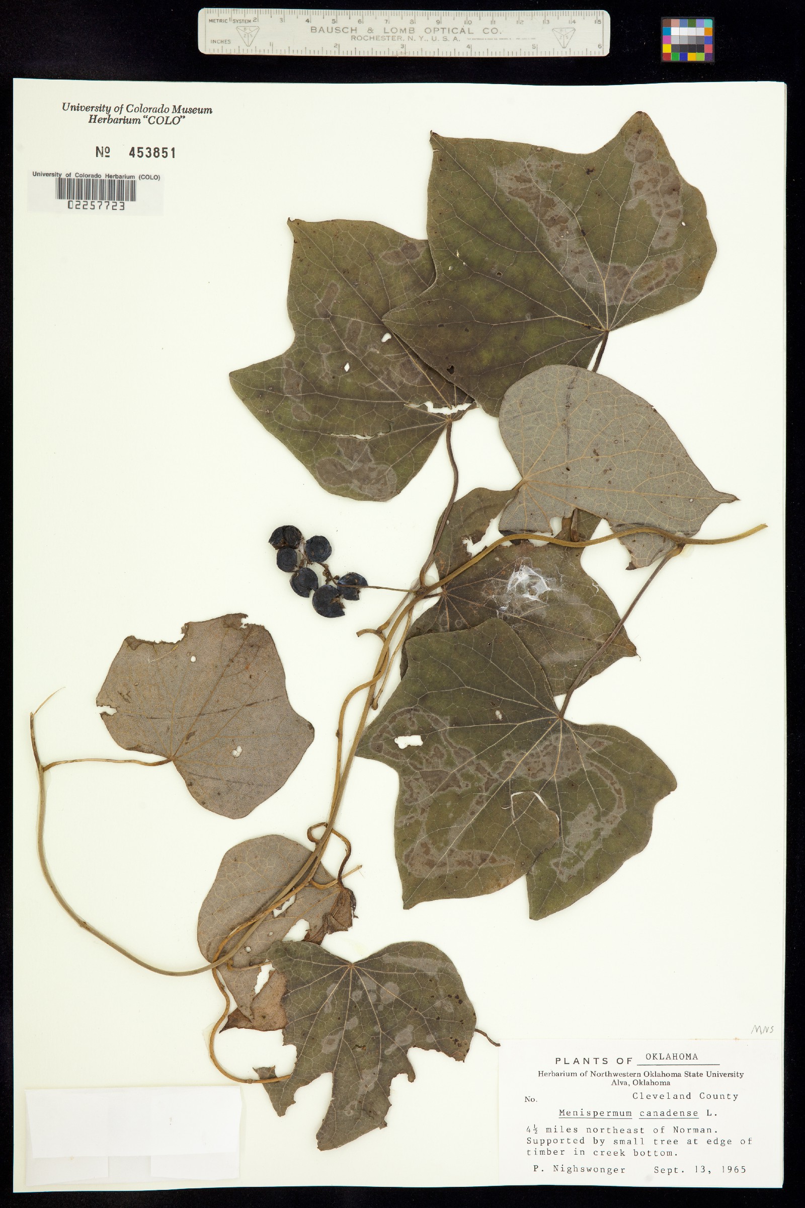Menispermum image