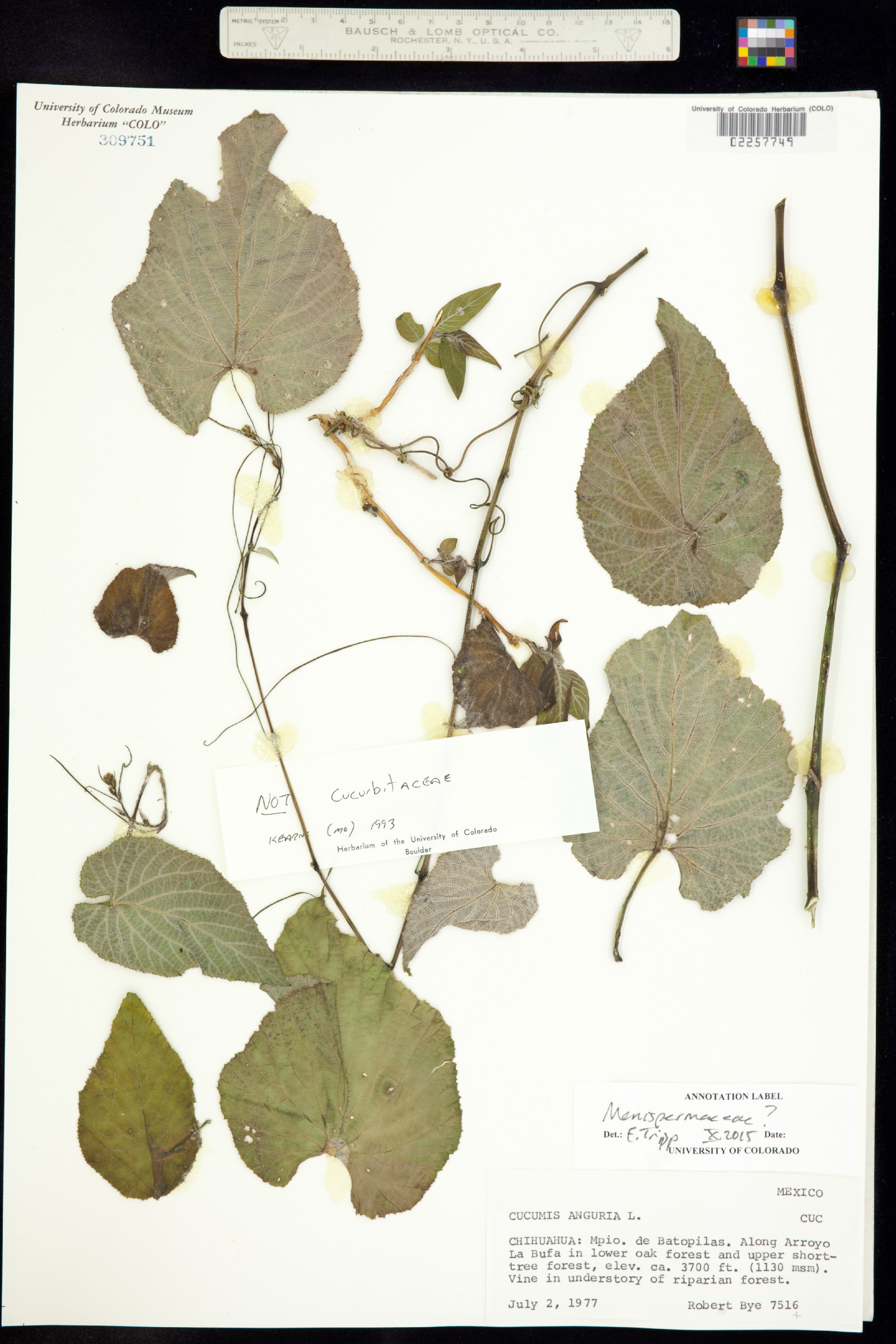 Menispermum image