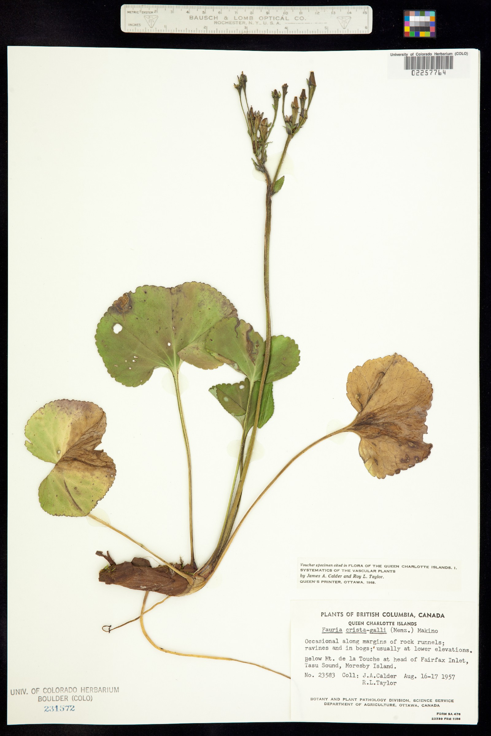 Nephrophyllidium crista-galli image