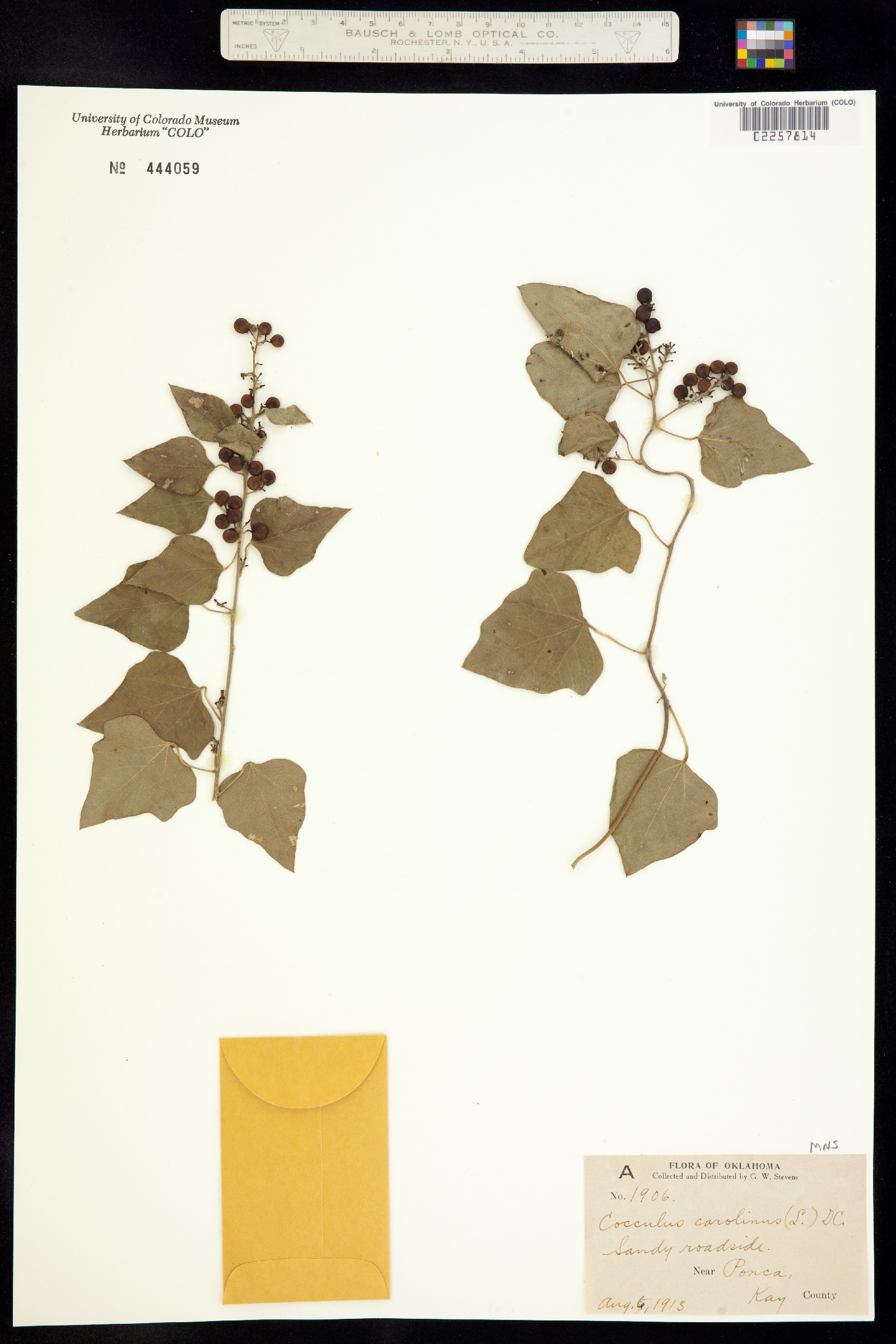 Cocculus image