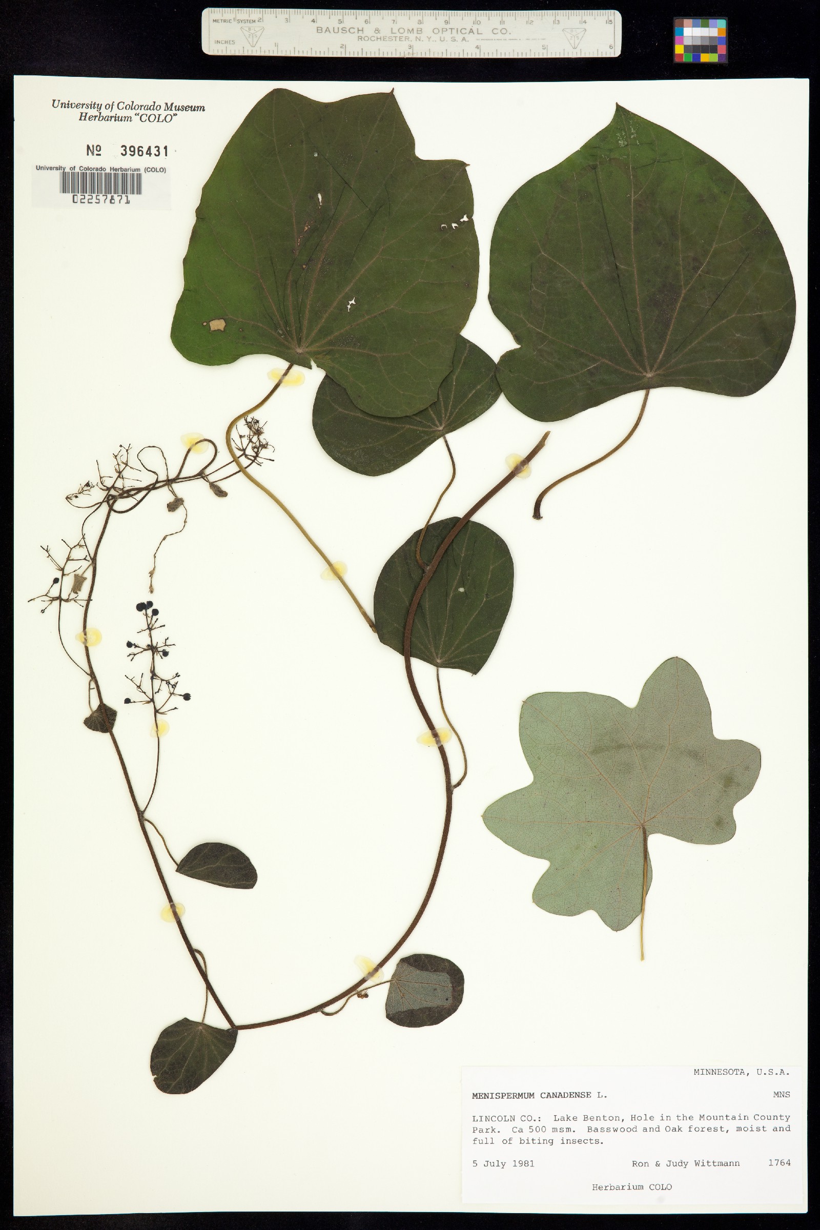 Menispermum canadense image