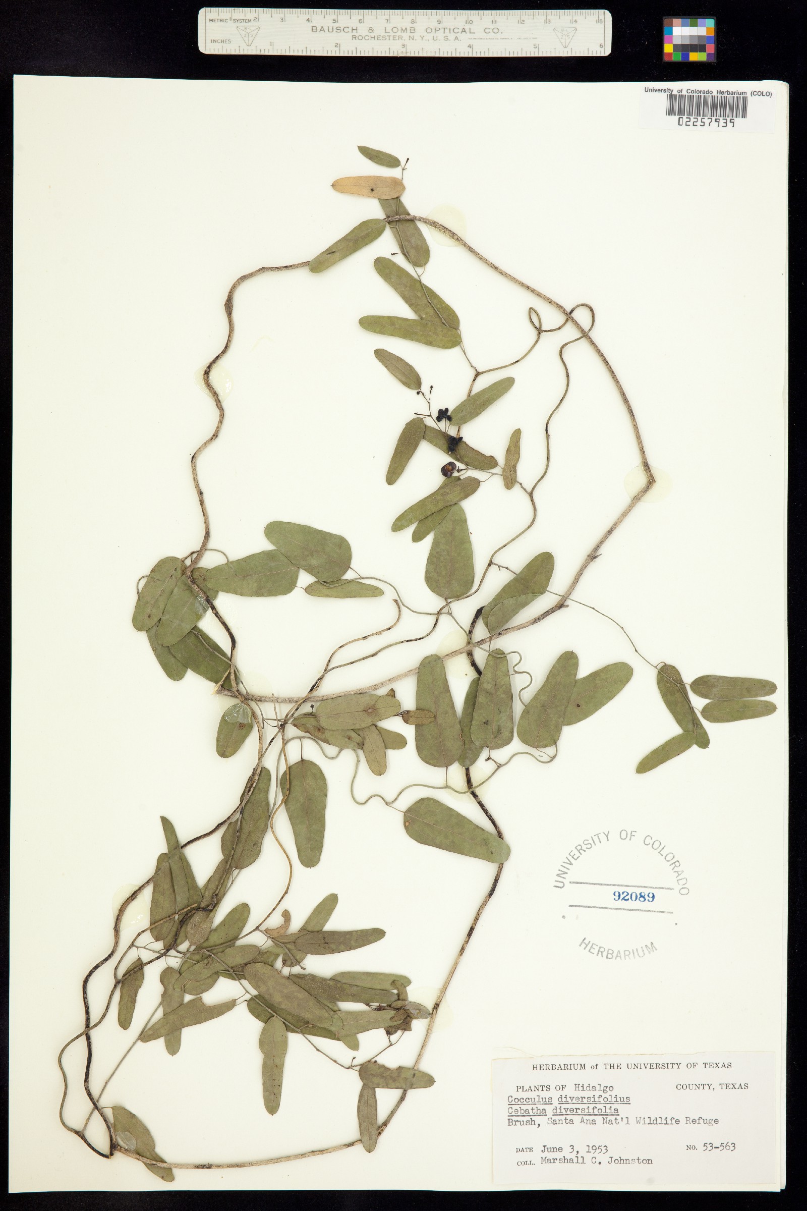 Cocculus diversifolius image
