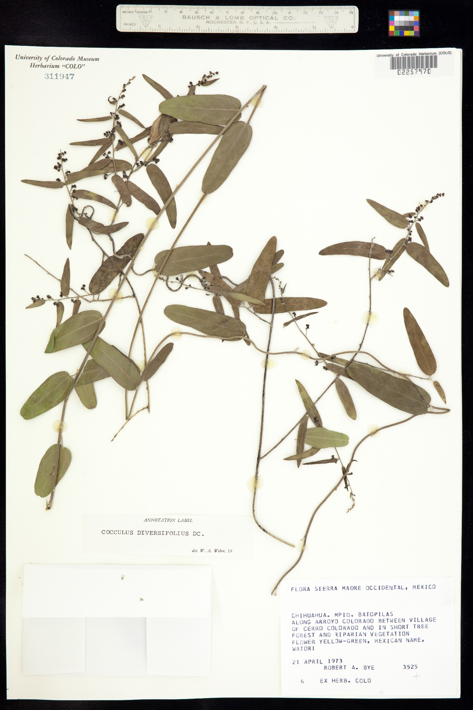 Menispermaceae image