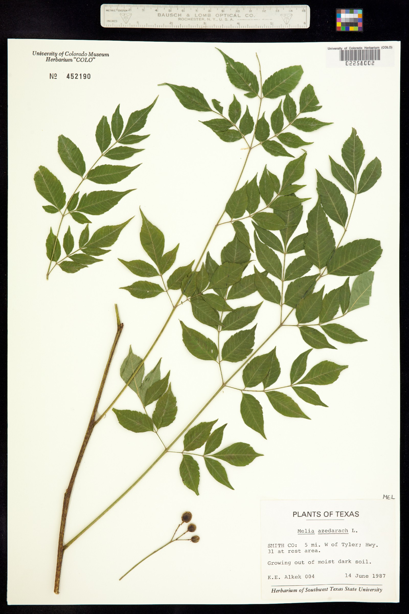 Melia azedarach image