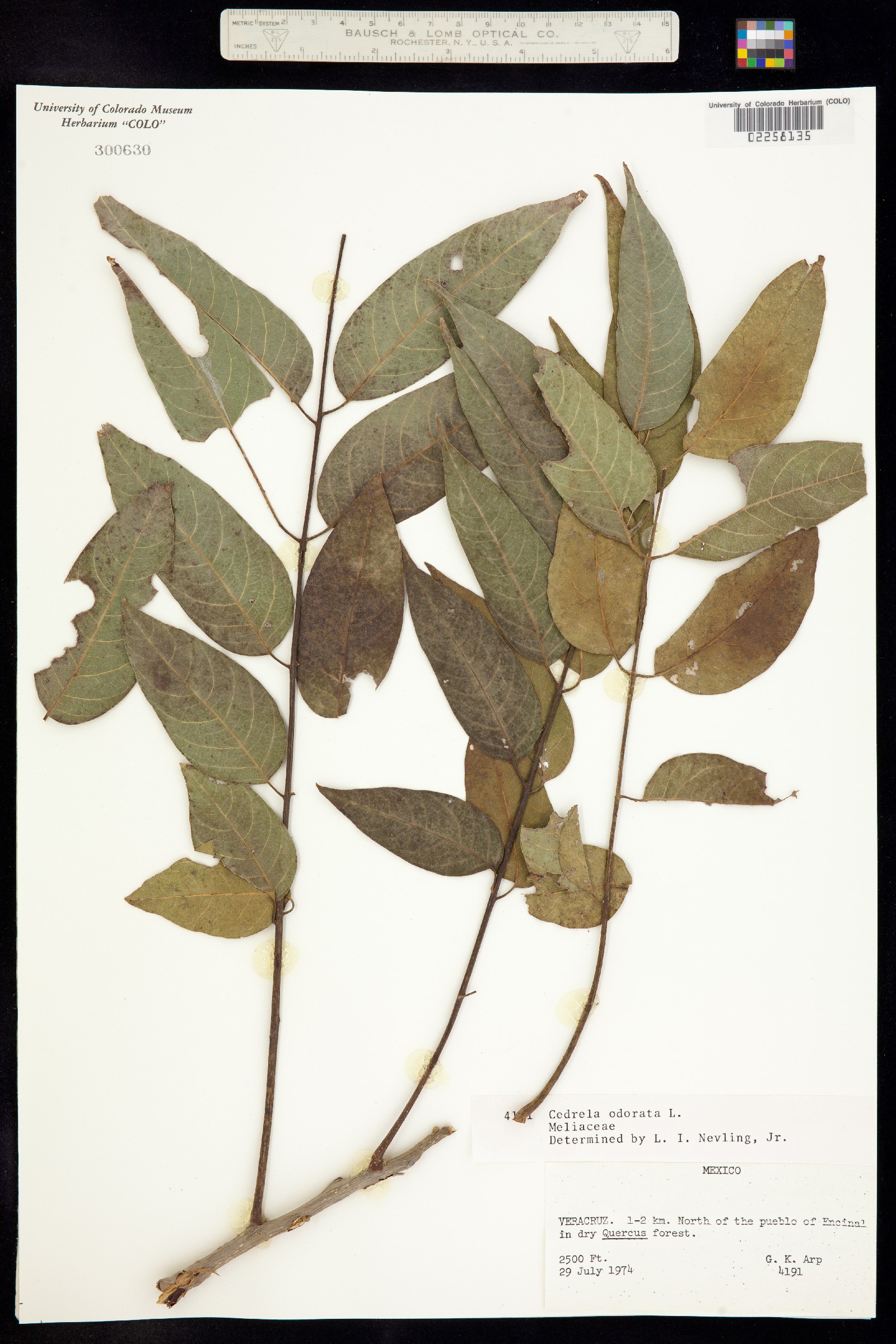Meliaceae image