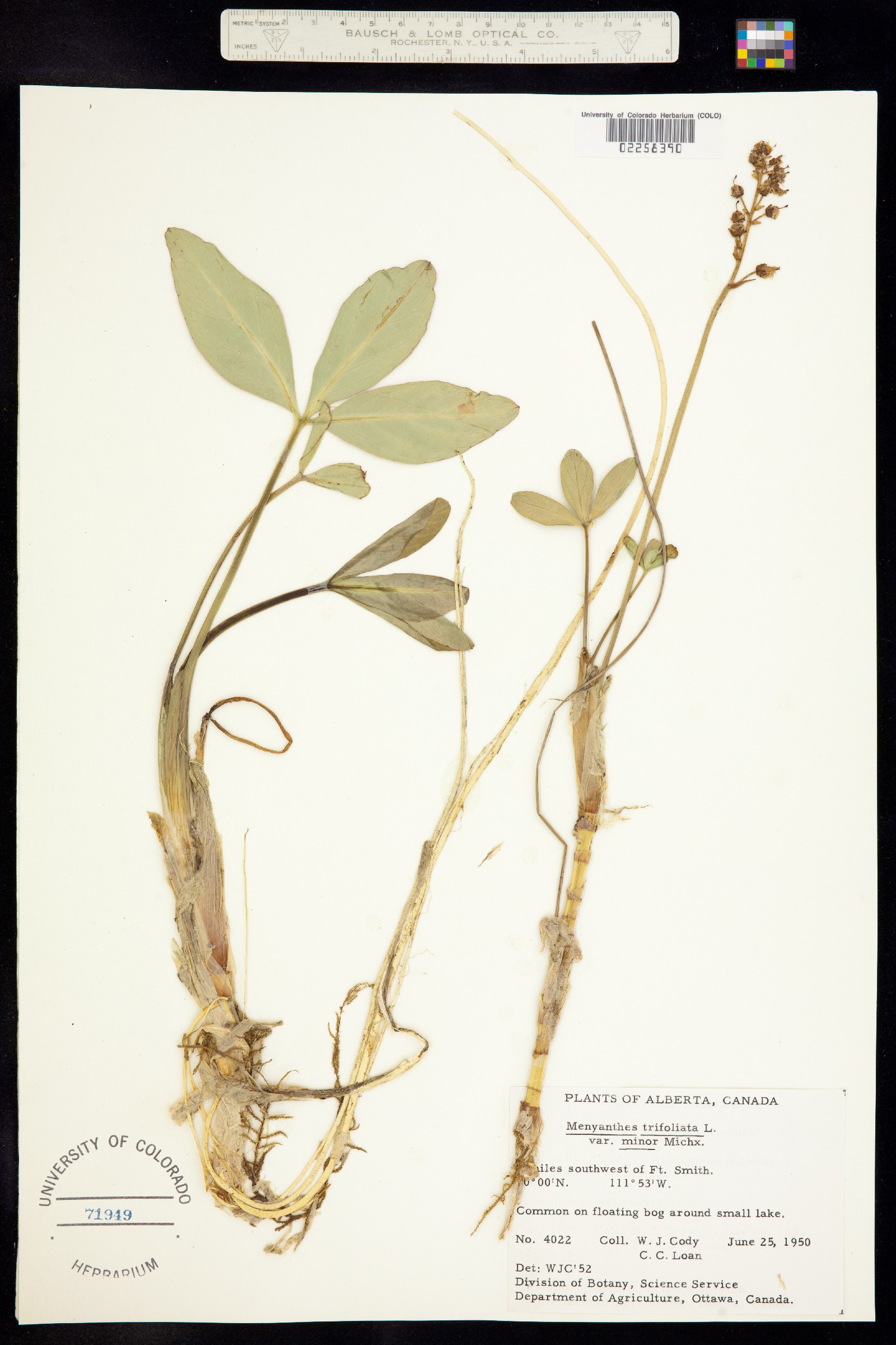 Menyanthes trifoliata image