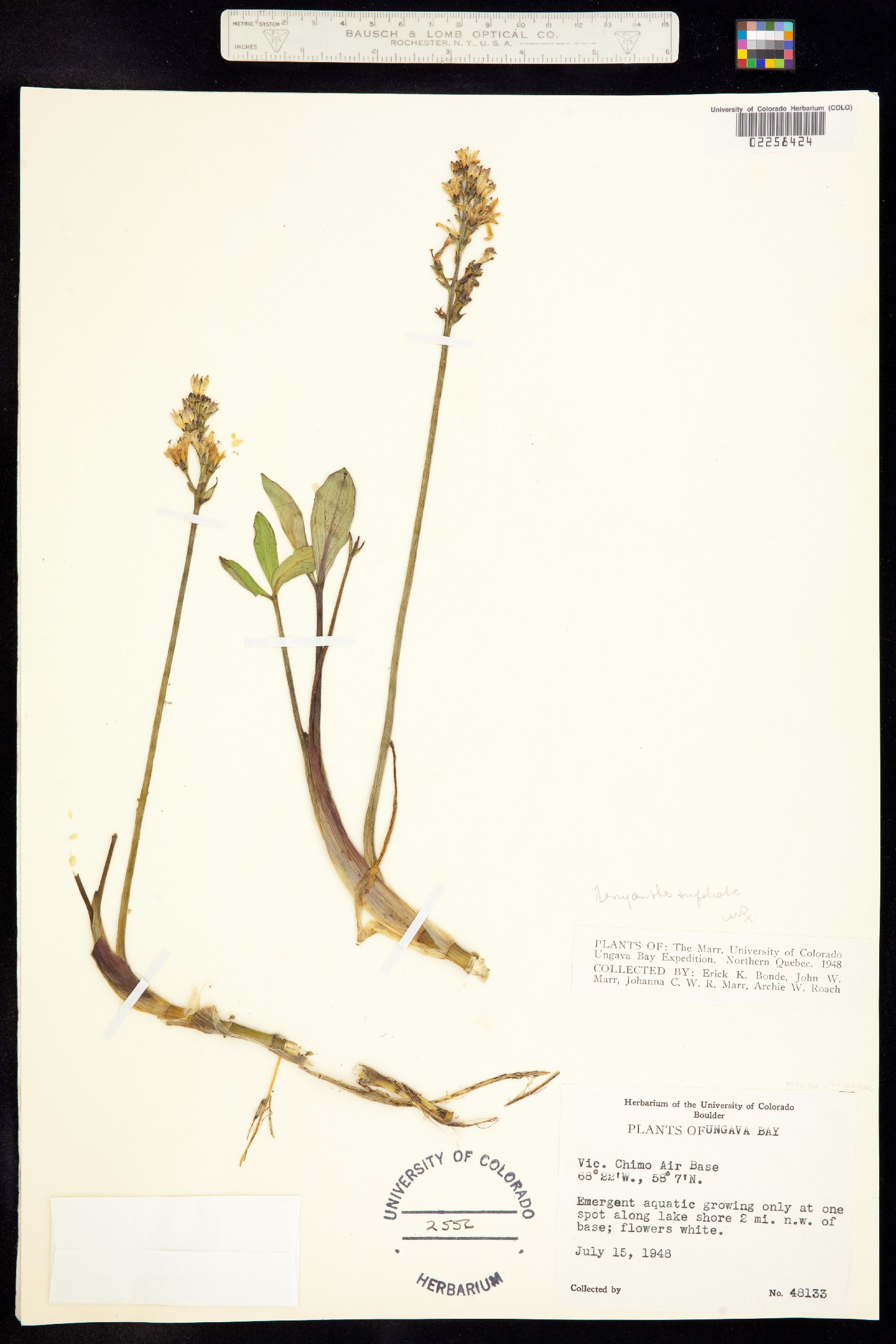 Menyanthes trifoliata image
