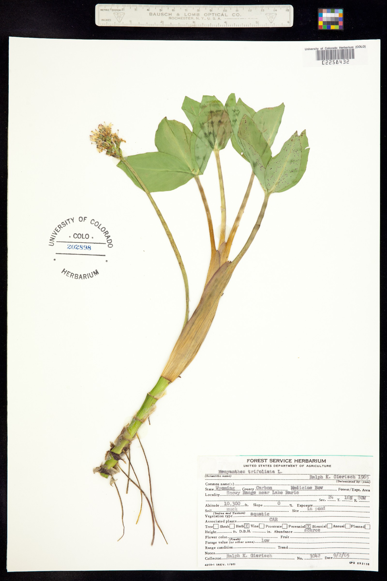 Menyanthes trifoliata image