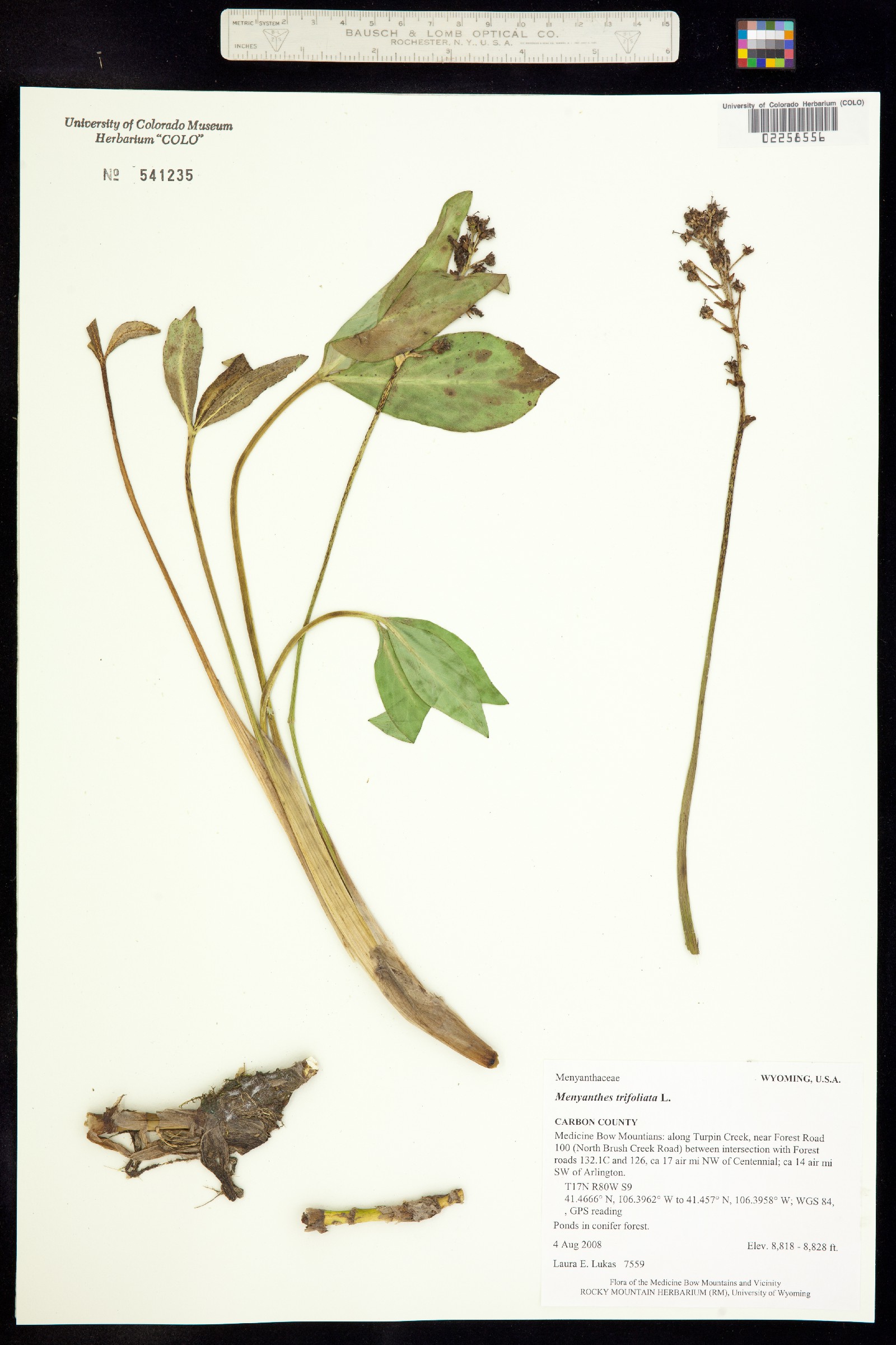 Menyanthes trifoliata image