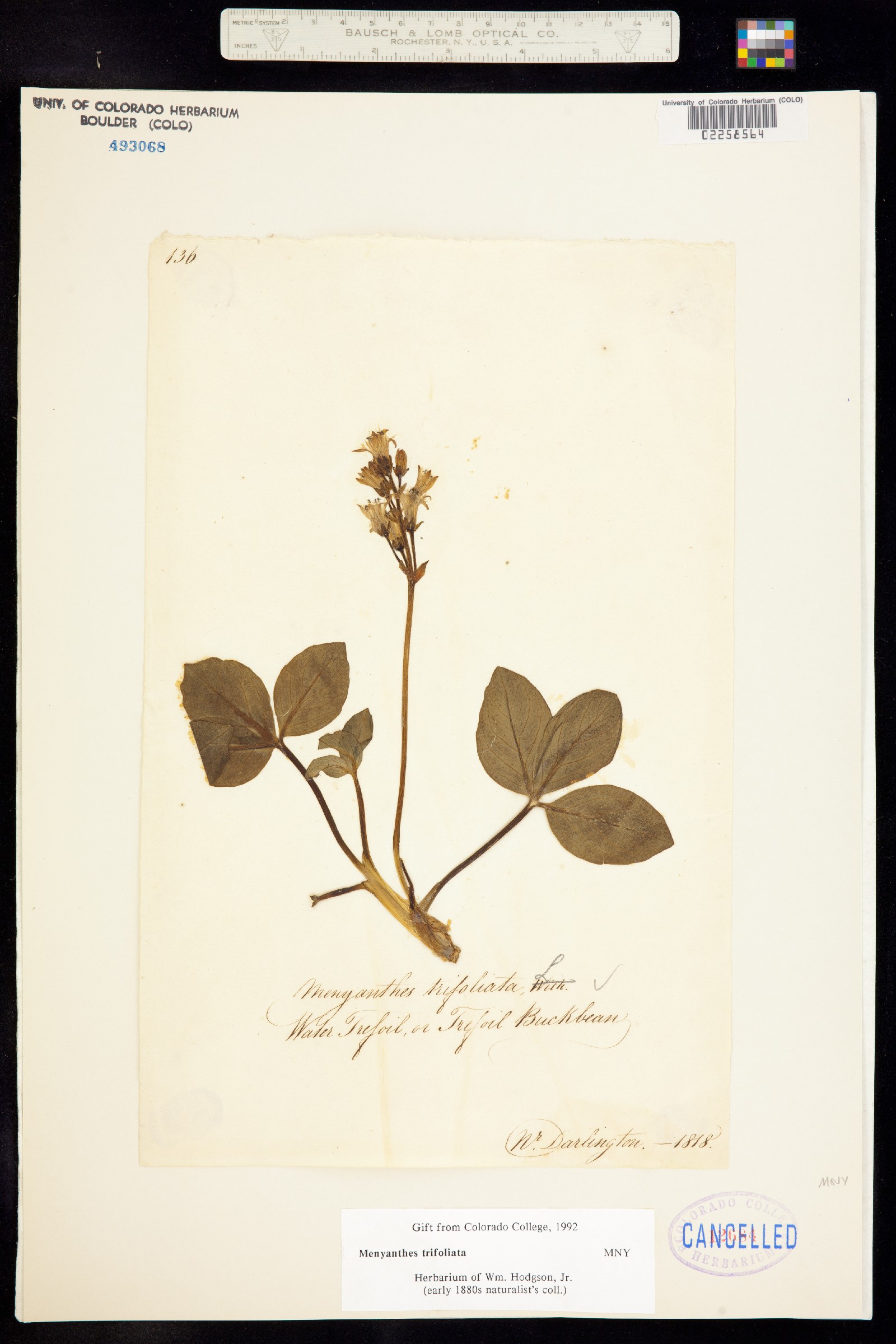 Menyanthes trifoliata image